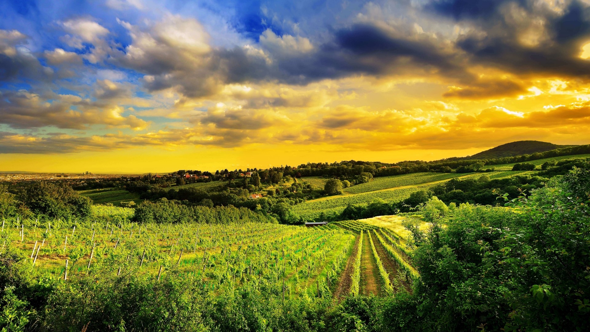 Vineyards on Austrian Hills at Sunset HD Wallpaper