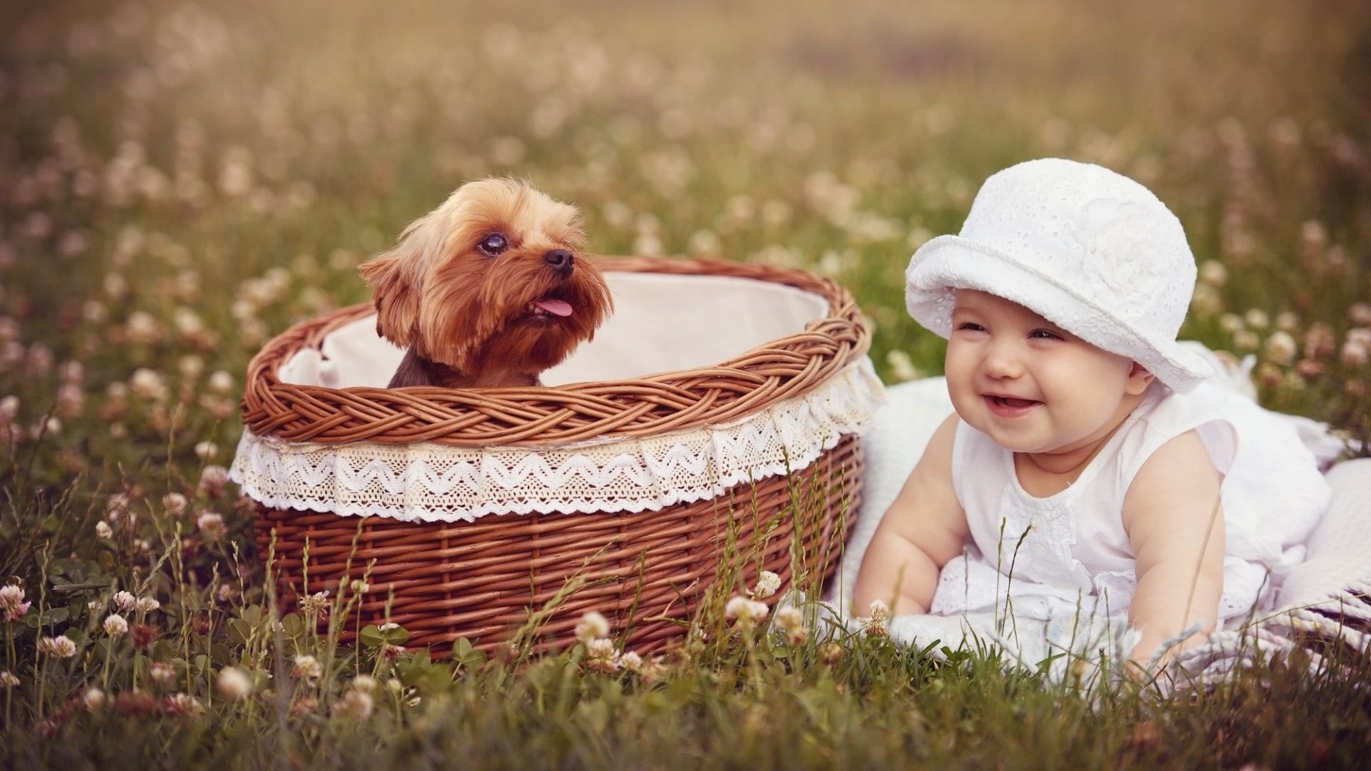 Baby and Yorkshire Terrier in a basket HD Wallpaper