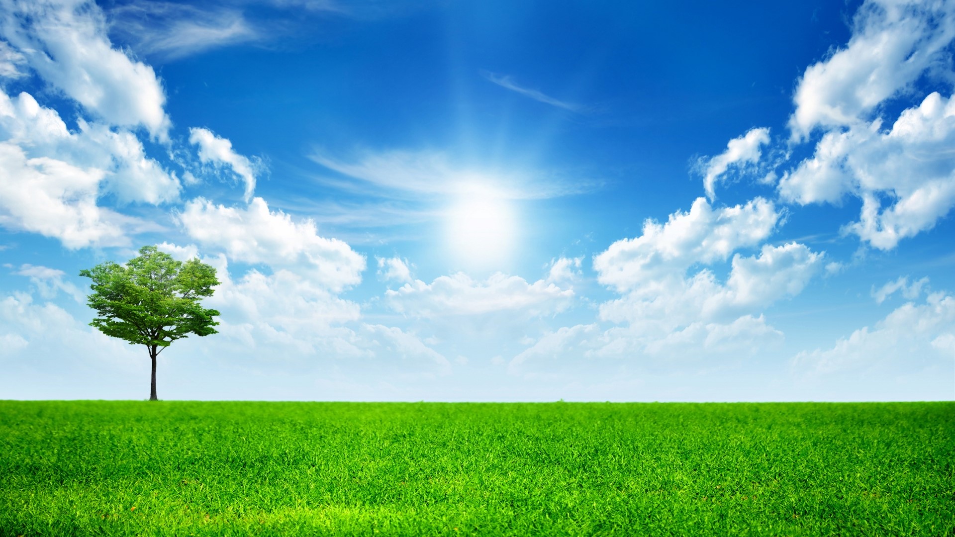 Green Tree in a Grassy Field Under a Blue Sky with Clouds HD Wallpaper