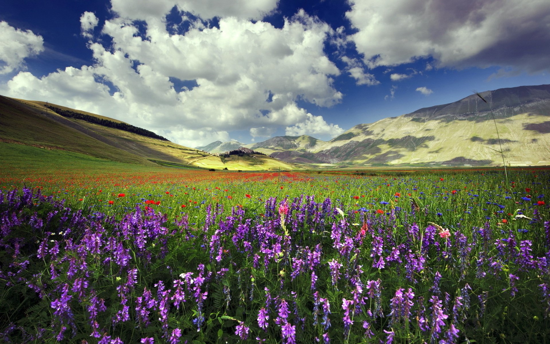 Field of purple and red flowers with mountains and clouds HD Wallpaper