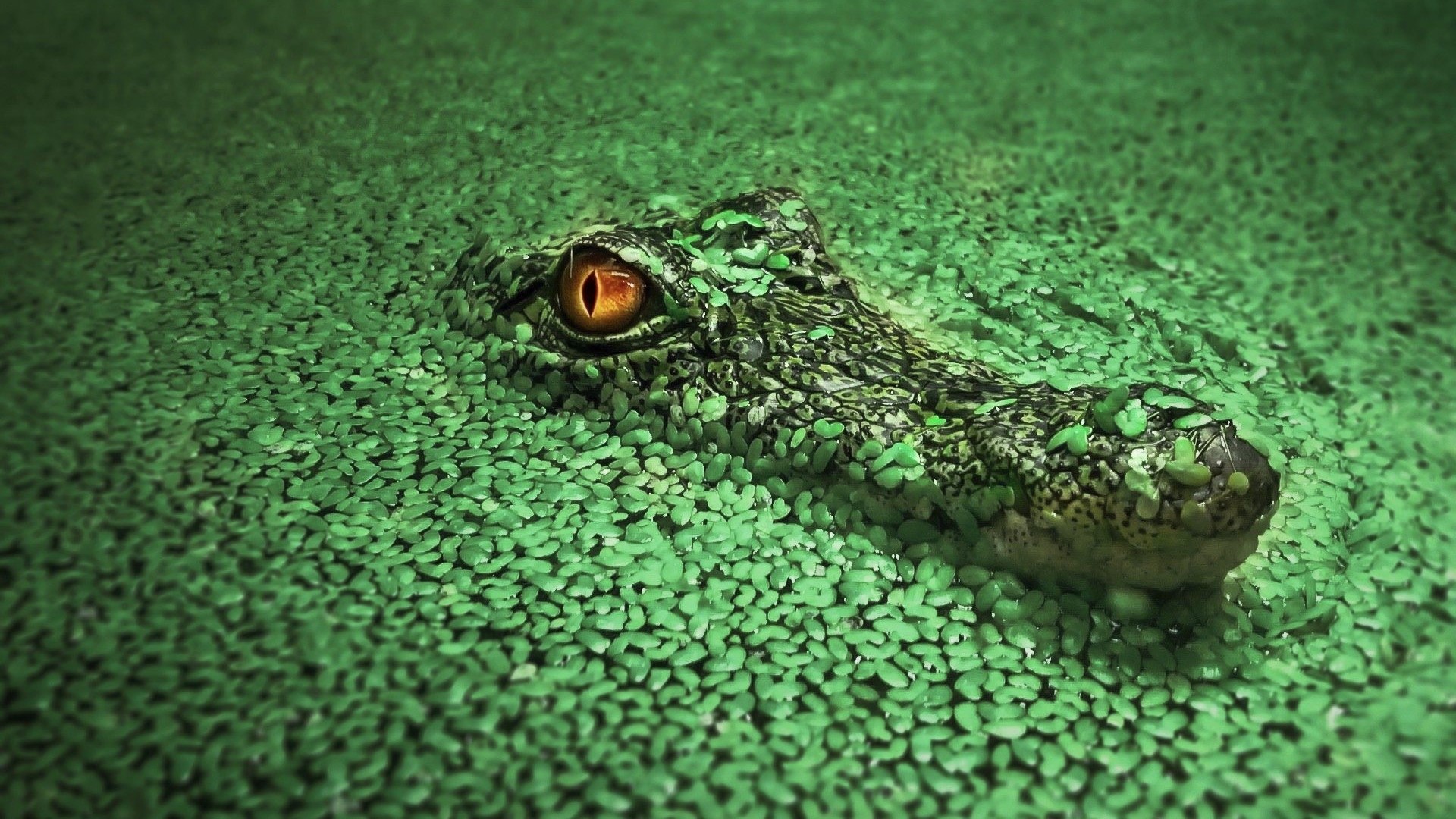 Crocodile eye in green water HD Wallpaper