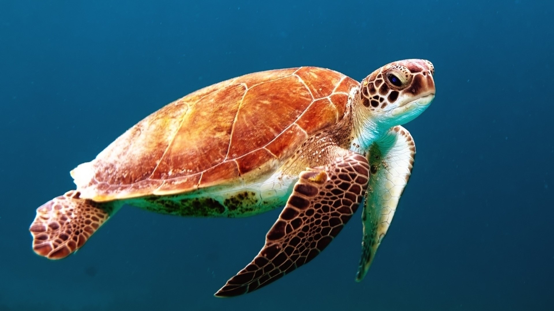 Sea Turtle Swimming in Blue Water HD Wallpaper