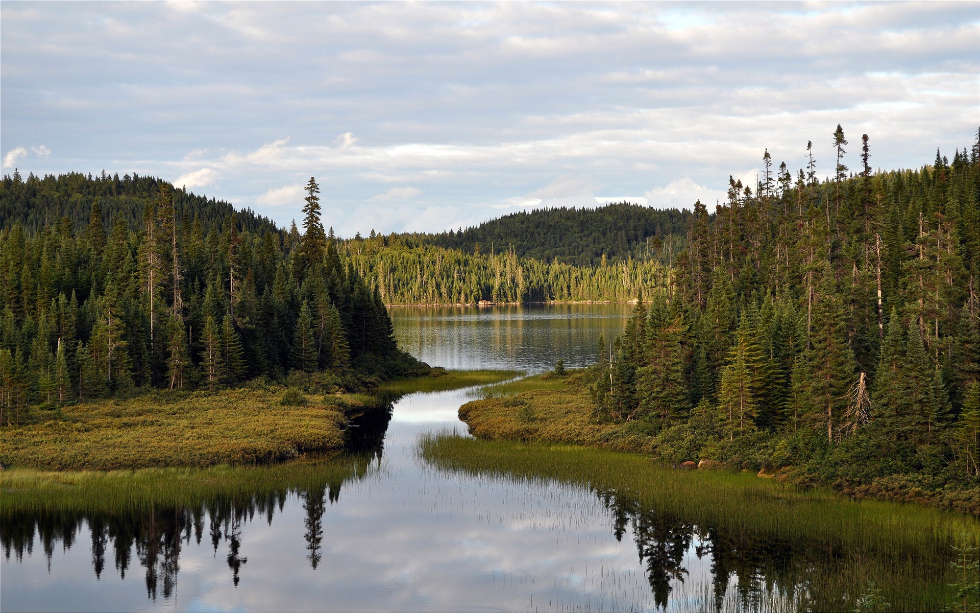 A calm lake surrounded by dense pine forests HD Wallpaper