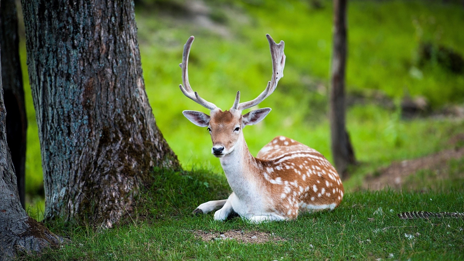 Fallow deer resting in a forest HD Wallpaper