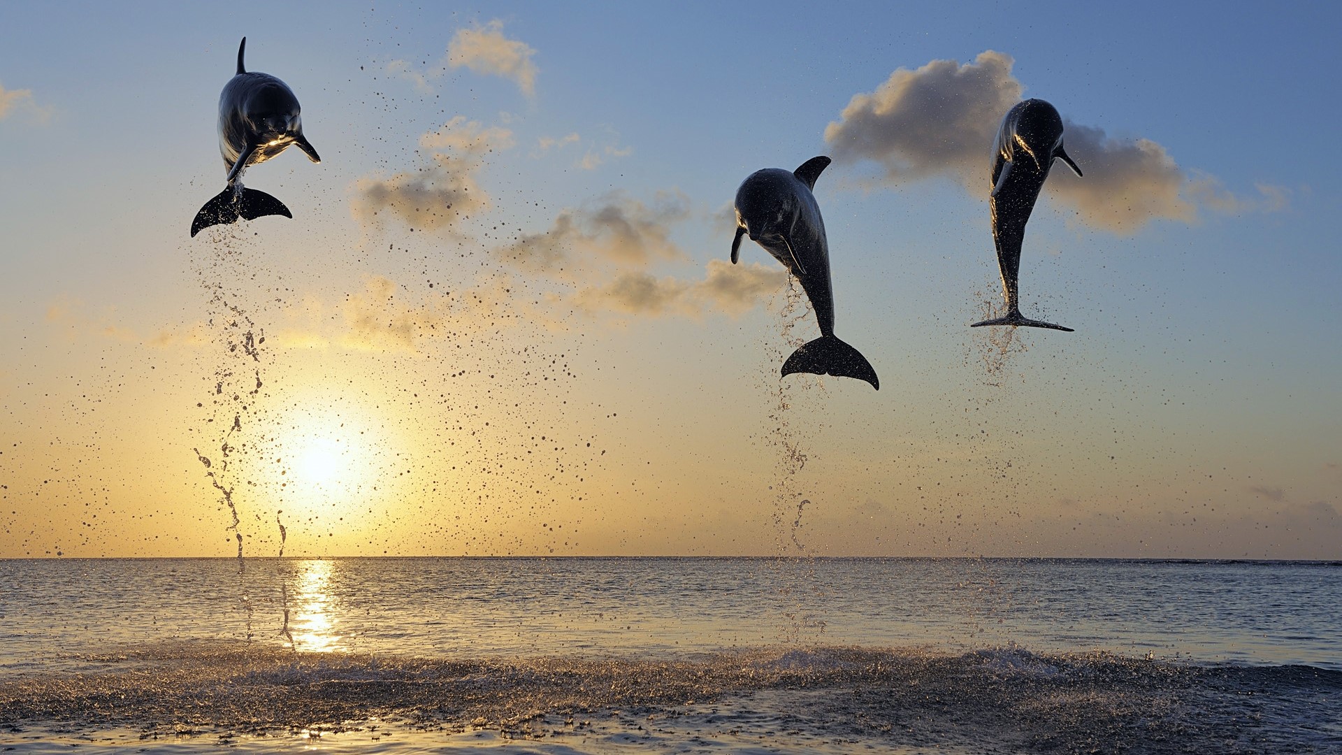Dolphins jumping at sunset HD Wallpaper