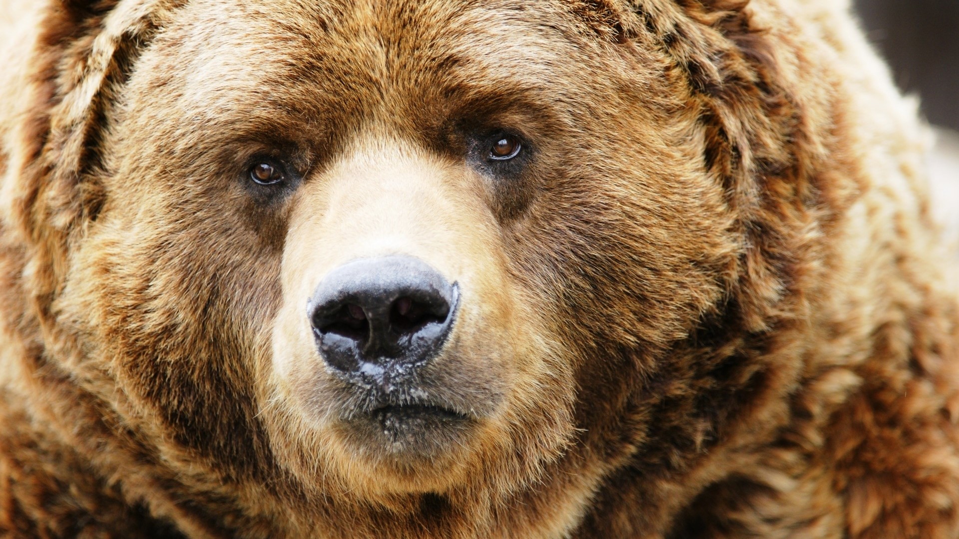 Close-up of a Grizzly Bear's Face HD Wallpaper