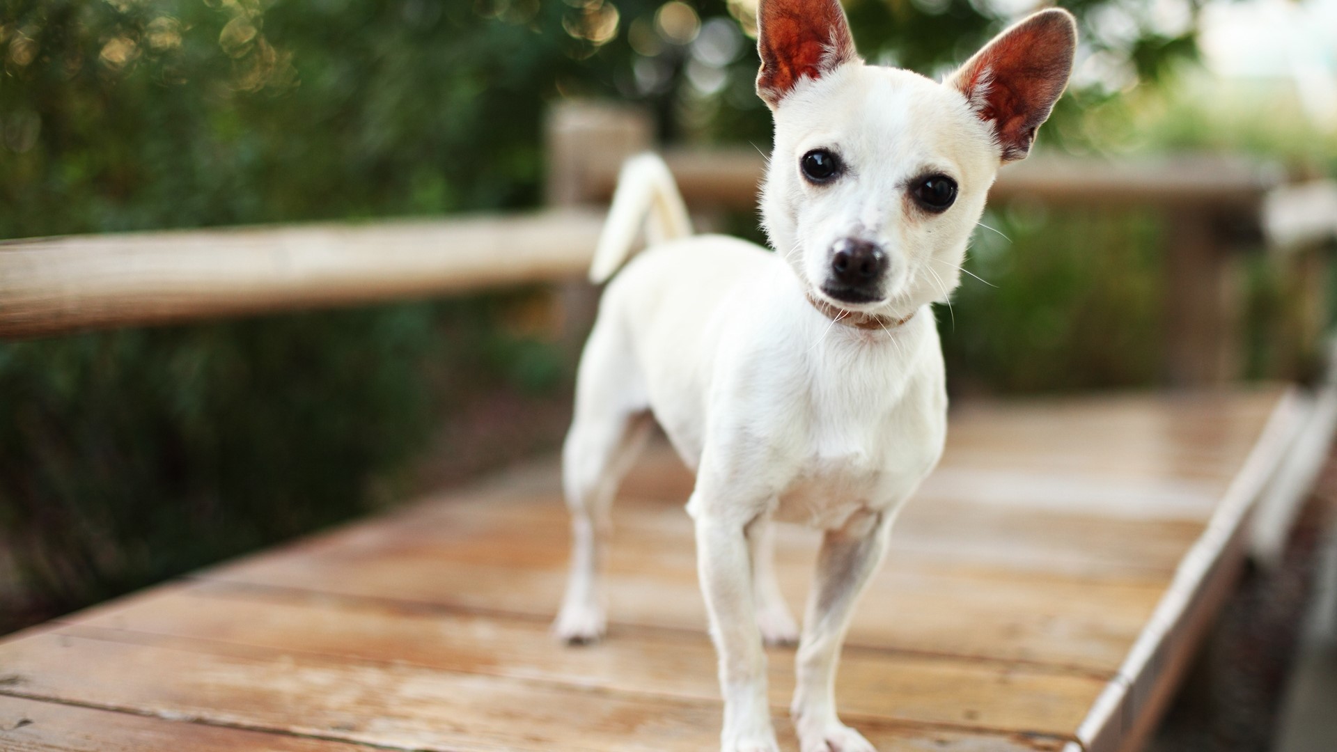 Cute white dog standing on a wooden deck HD Wallpaper