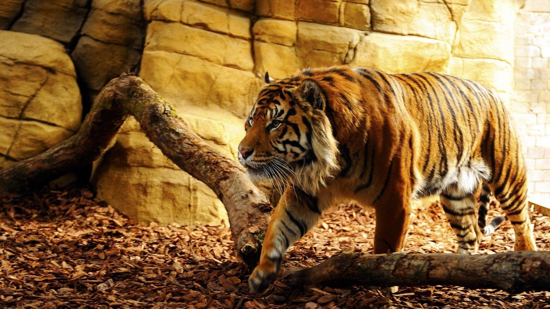 Tiger walking in a rocky enclosure HD Wallpaper
