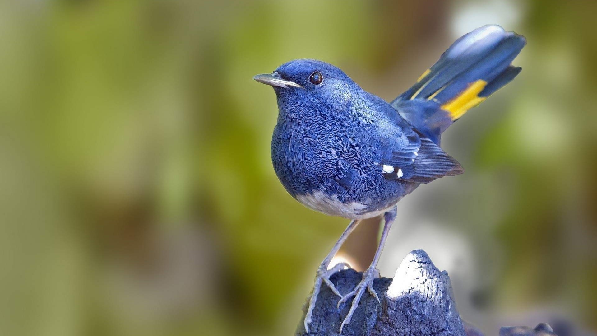 Blue bird with yellow tail feathers HD Wallpaper