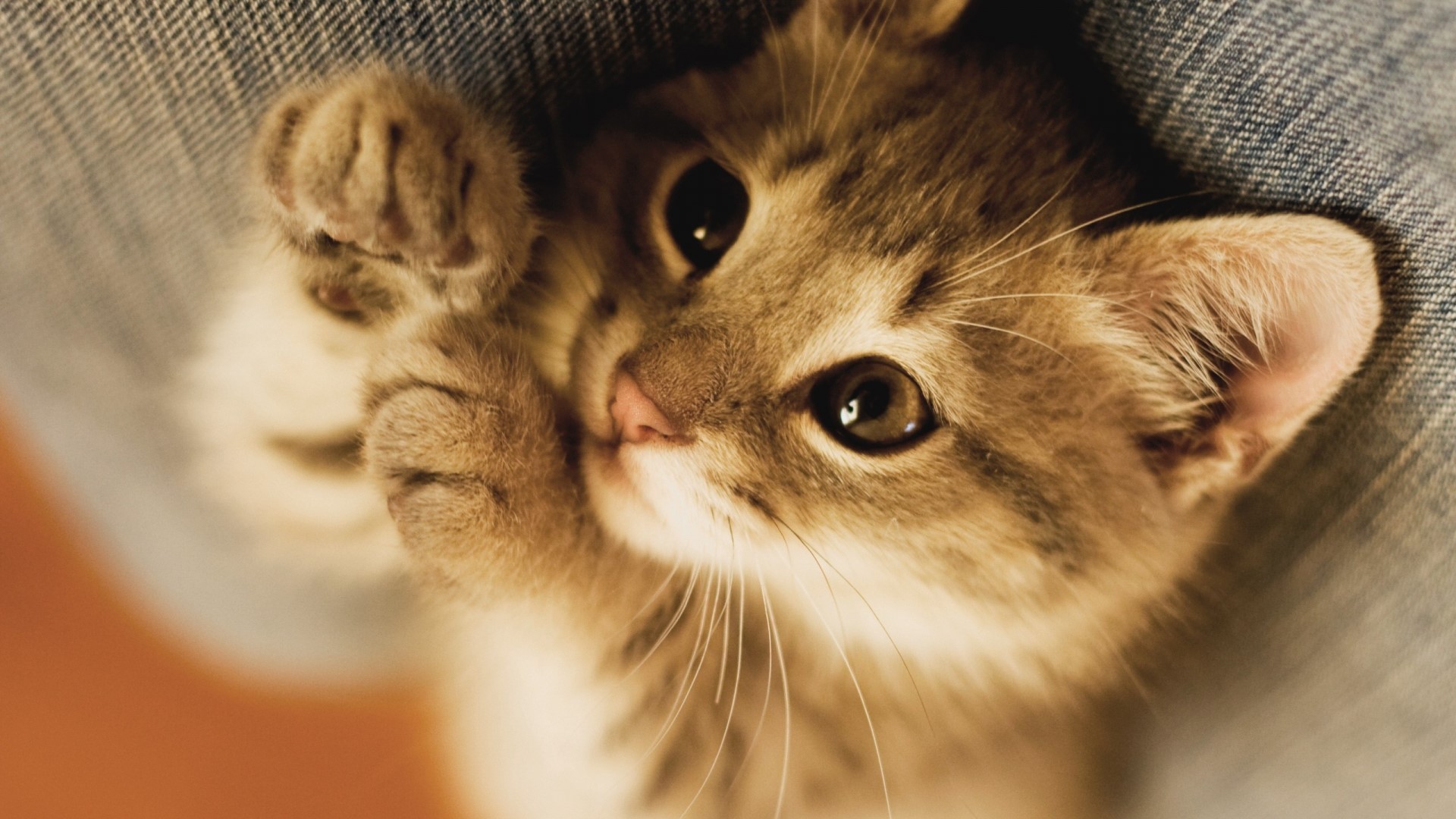 Cute Brown Kitten Lying Down HD Wallpaper