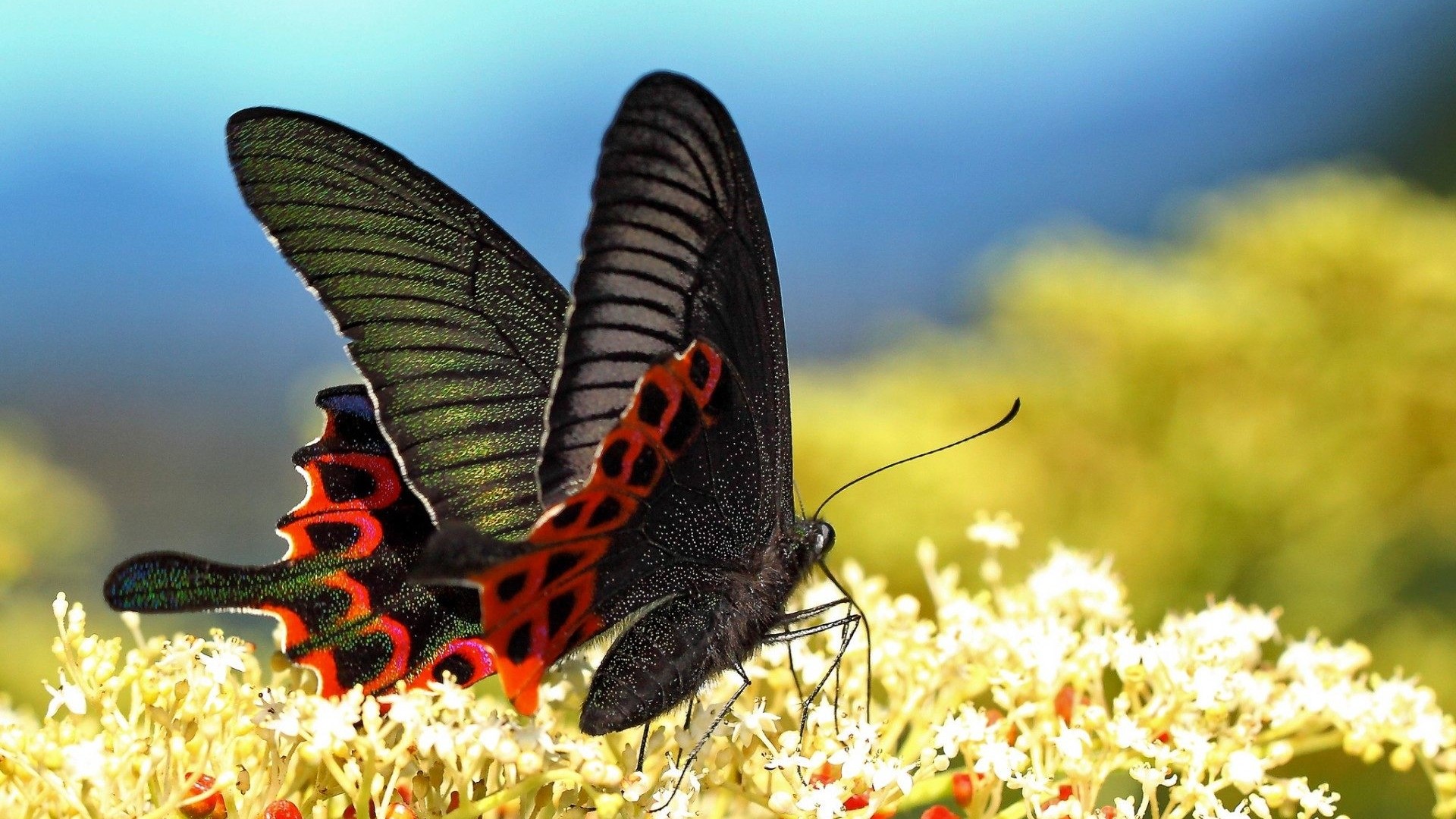 Black Butterfly with Red Markings on Flowers HD Wallpaper