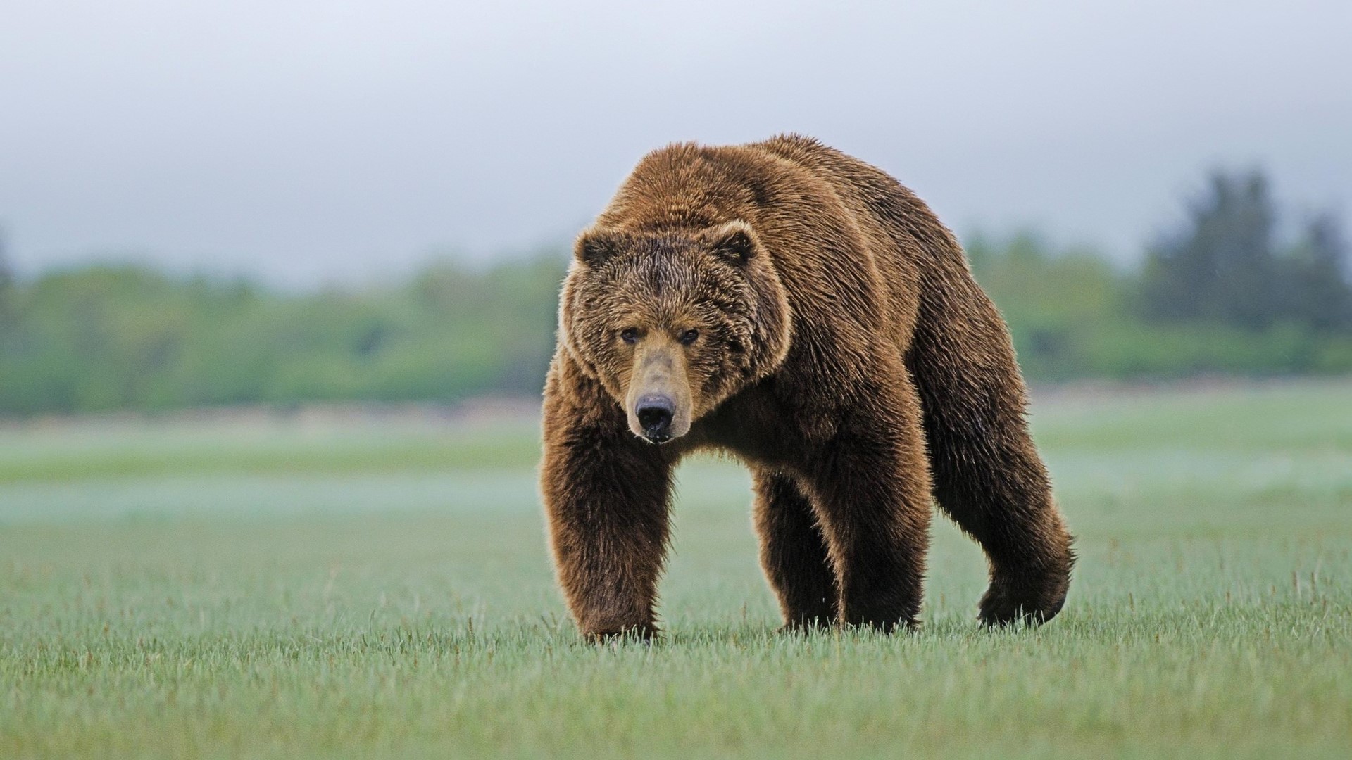Grizzly Bear Walking in a Field HD Wallpaper