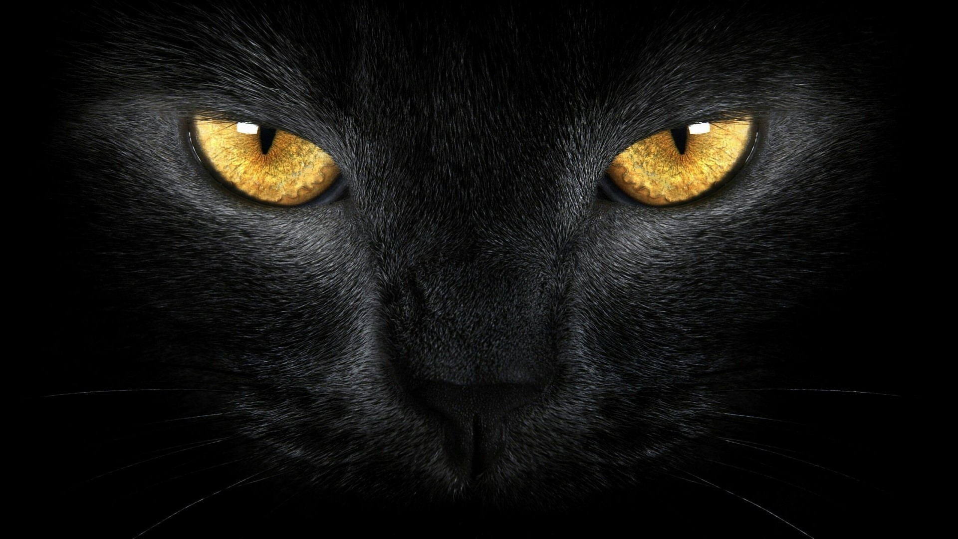 Close-up of a black cat's piercing yellow eyes HD Wallpaper