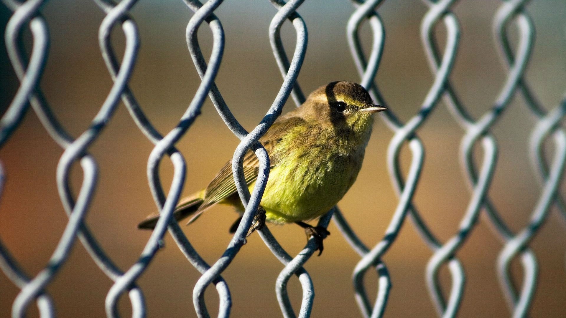 A small bird perched on a chain-link fence HD Wallpaper