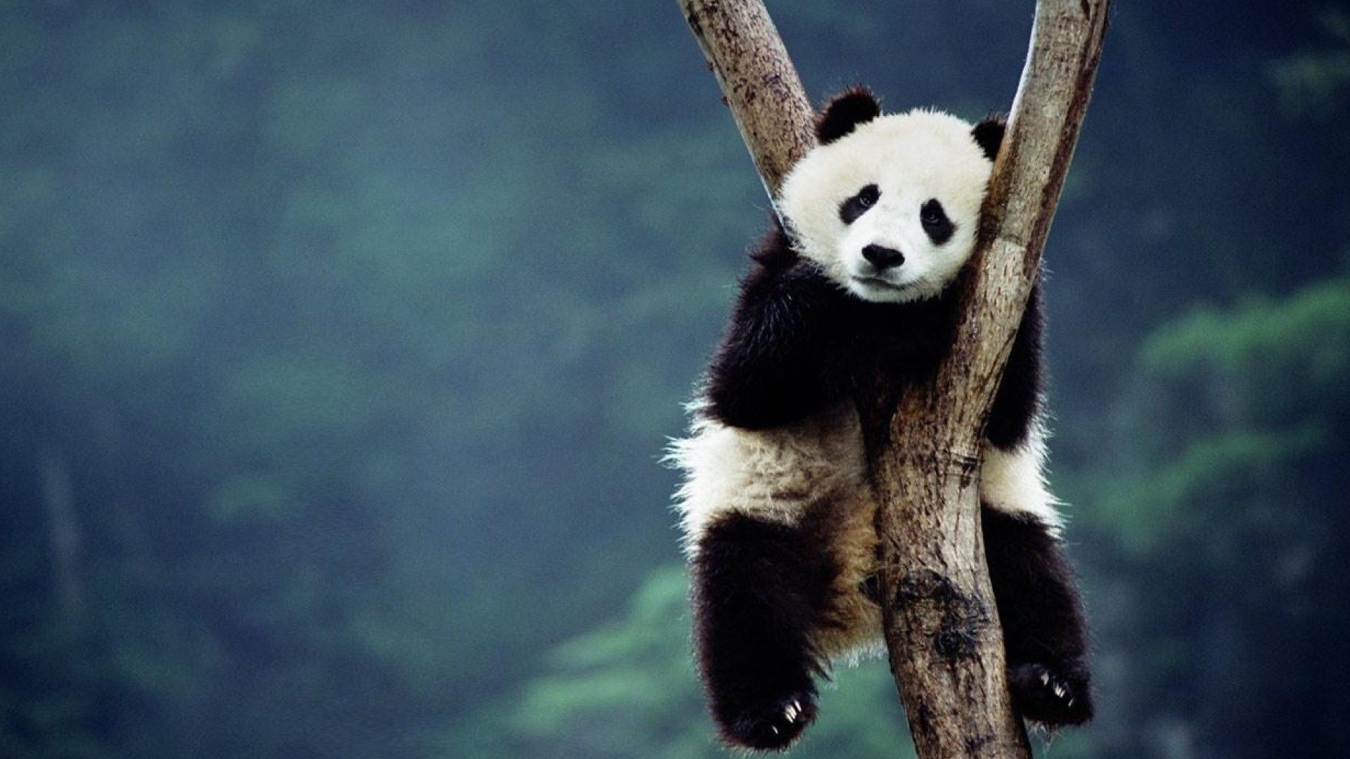 Cute Panda Bear Hanging on Tree HD Wallpaper