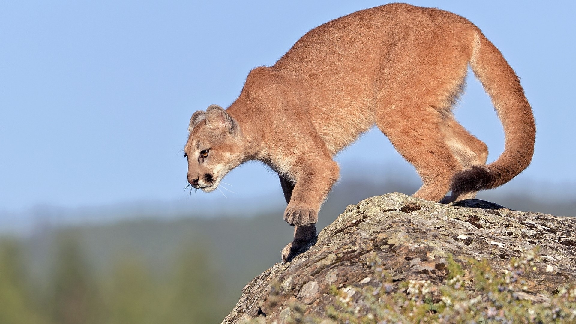 Mountain Lion on a Rock HD Wallpaper