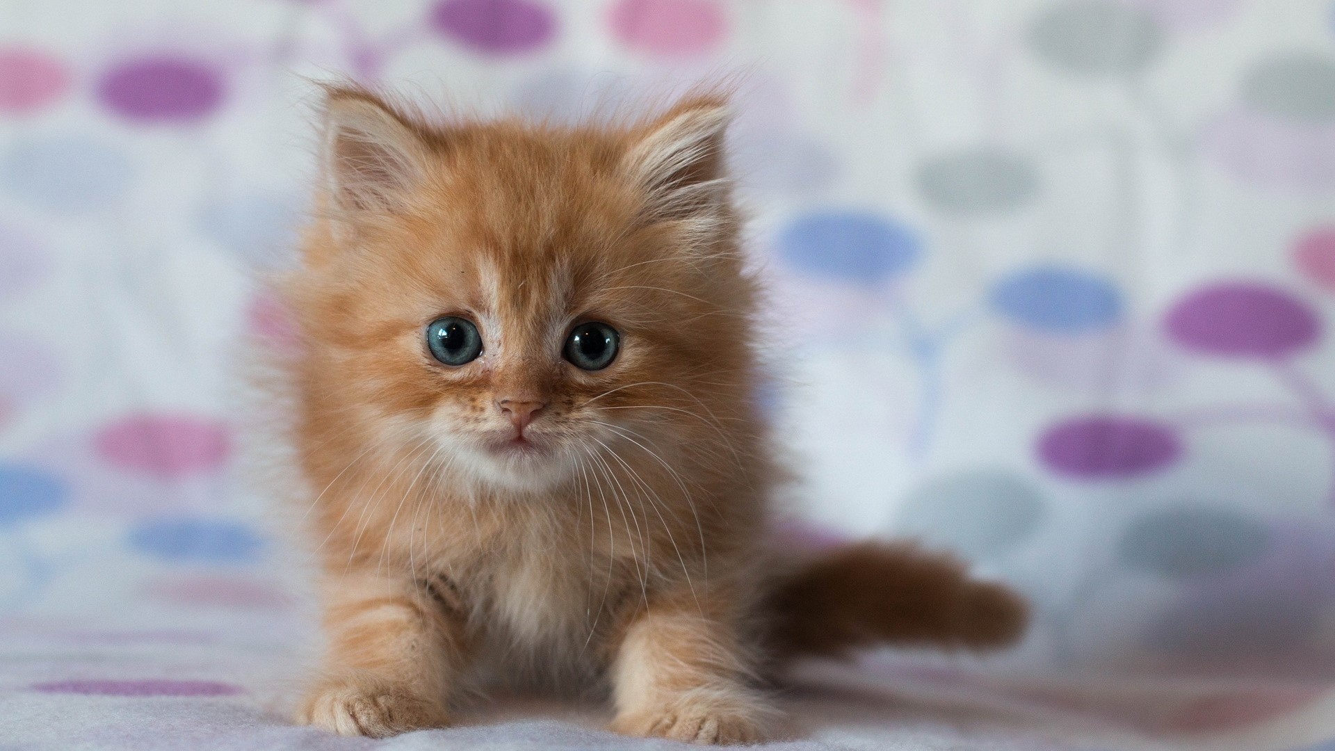 Cute Orange Kitten with Blue Eyes HD Wallpaper