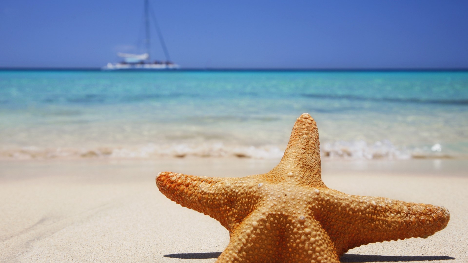 Starfish on a sandy beach with a sailboat in the ocean HD Wallpaper