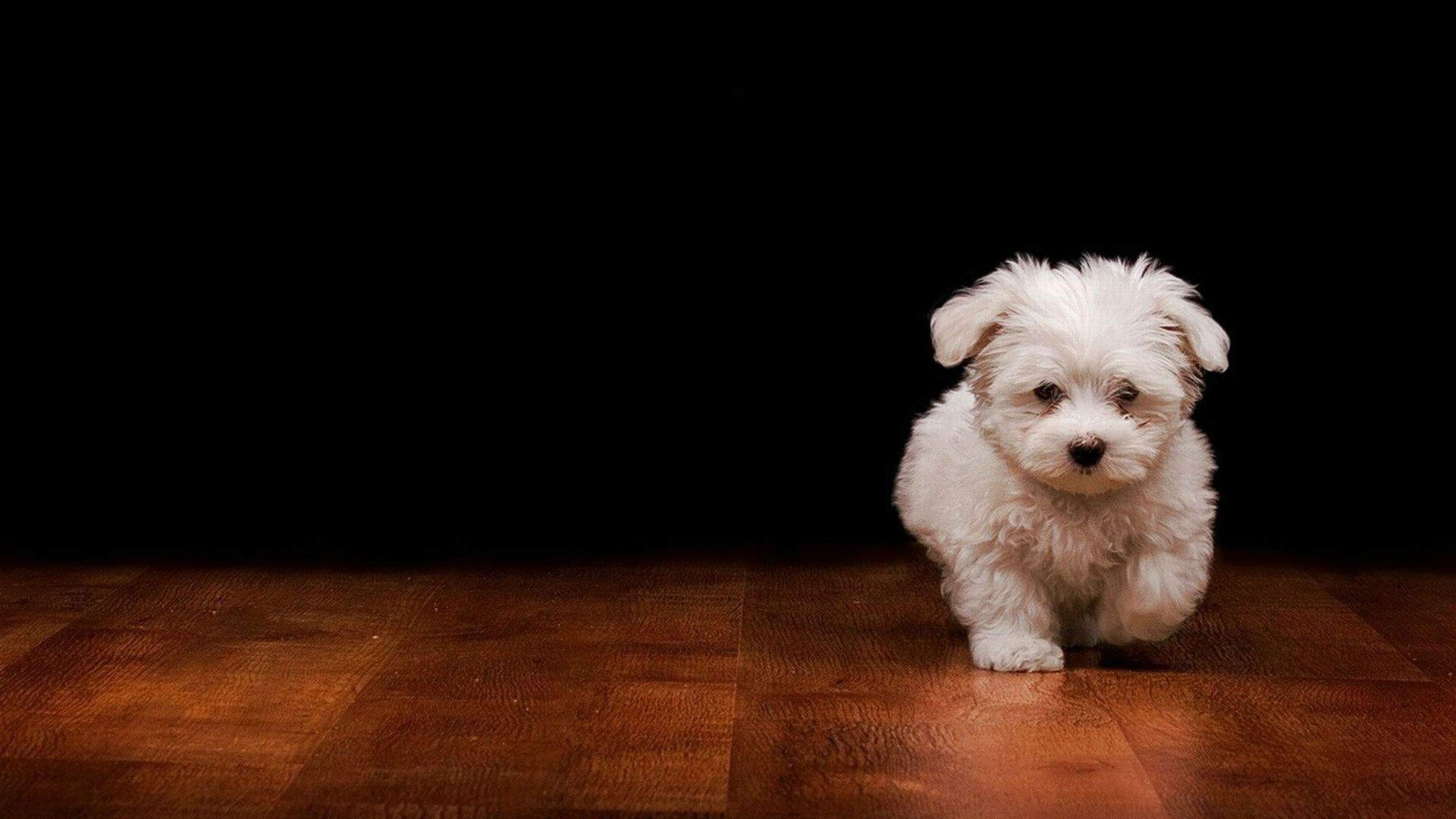 Cute White Puppy on Wooden Floor HD Wallpaper