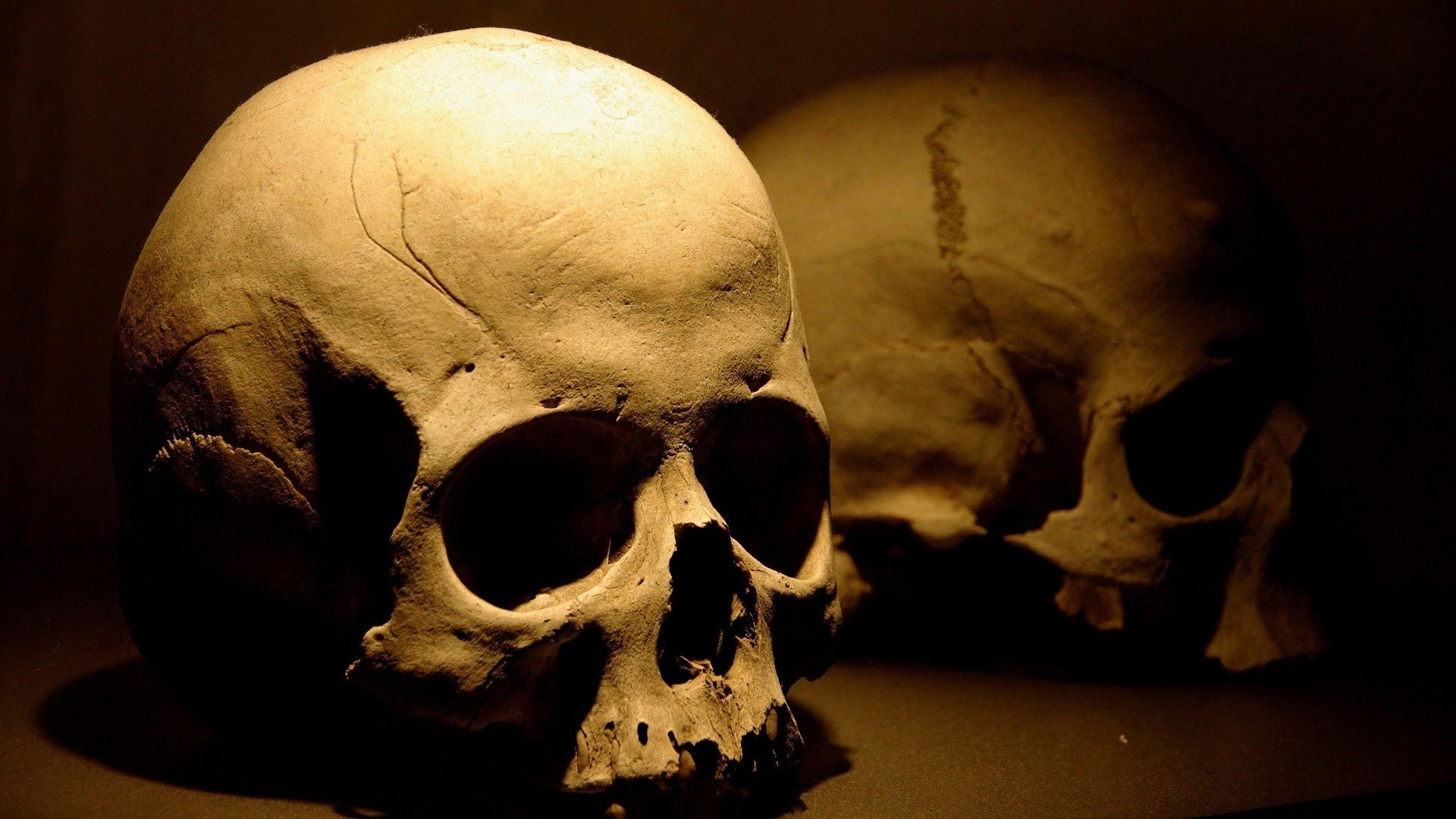 Two skulls in dim lighting HD Wallpaper