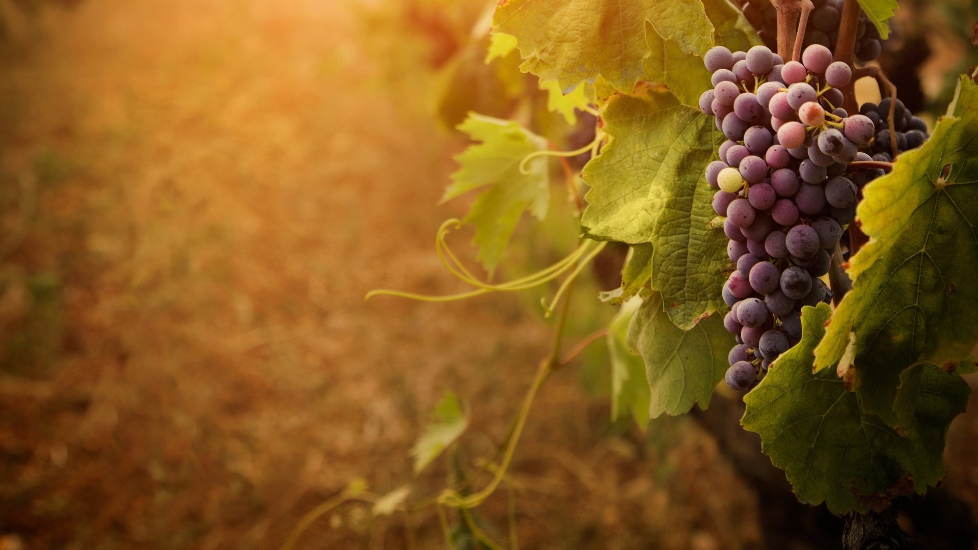 Bunch of Purple Grapes on a Vine HD Wallpaper