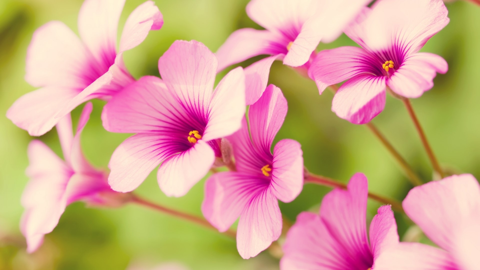 Pink flowers with purple centers HD Wallpaper