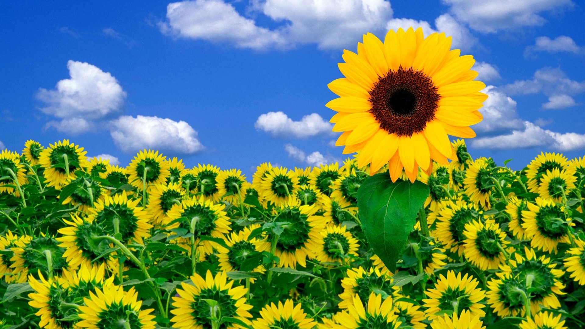 Field of Sunflowers Under a Blue Sky HD Wallpaper