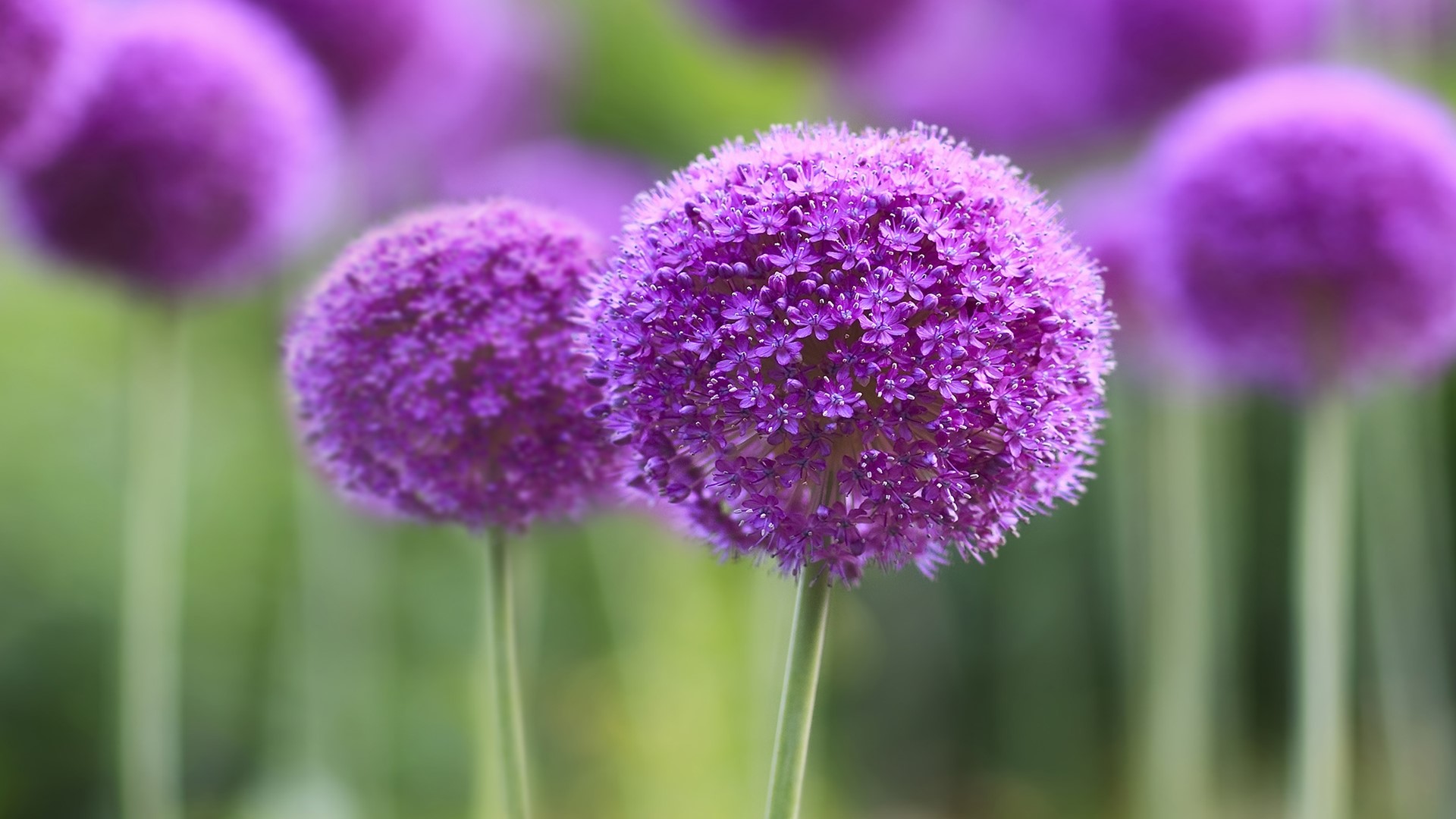 Purple Allium Flowers in Bloom HD Wallpaper
