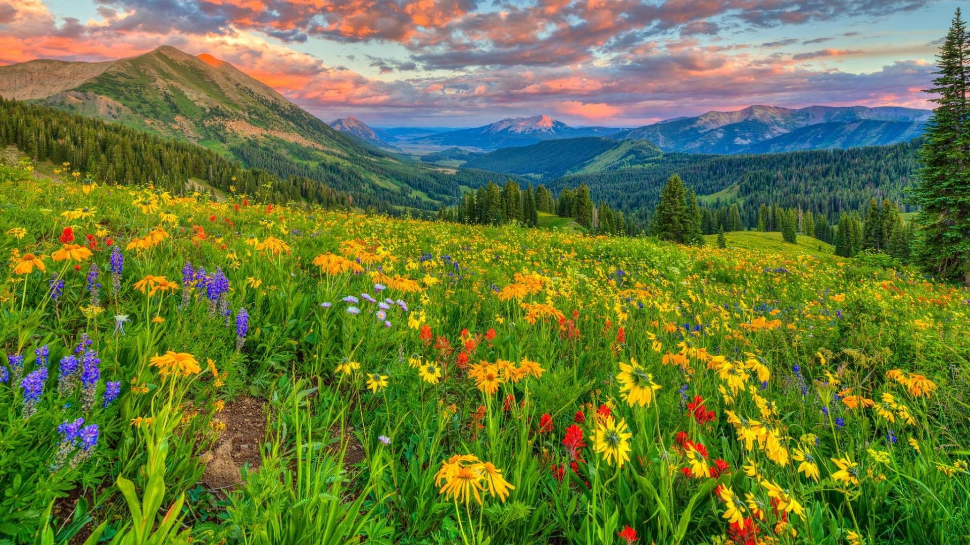 Alpine meadow with wildflowers and mountains at sunset HD Wallpaper