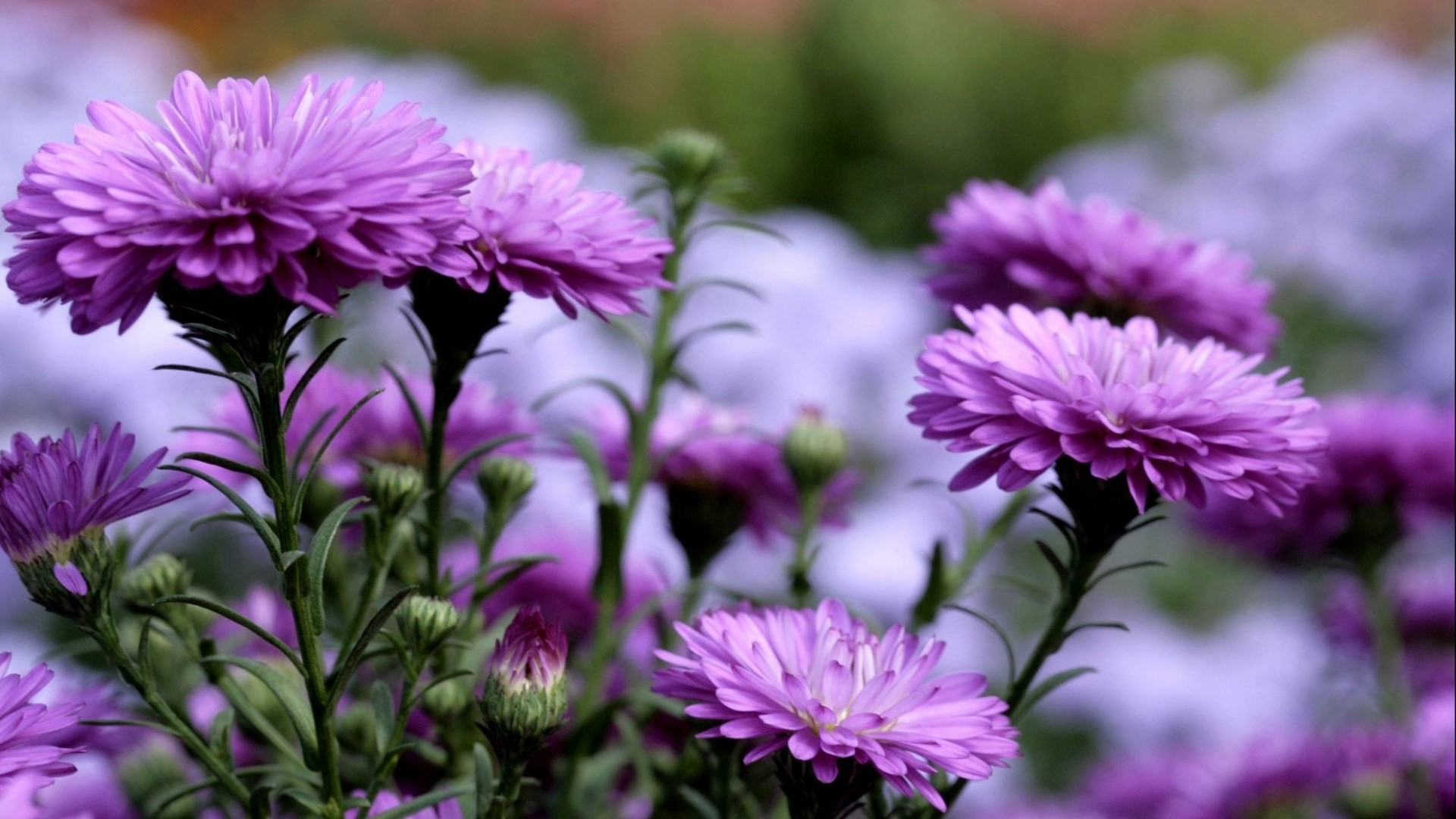 Purple Asters in a Garden HD Wallpaper