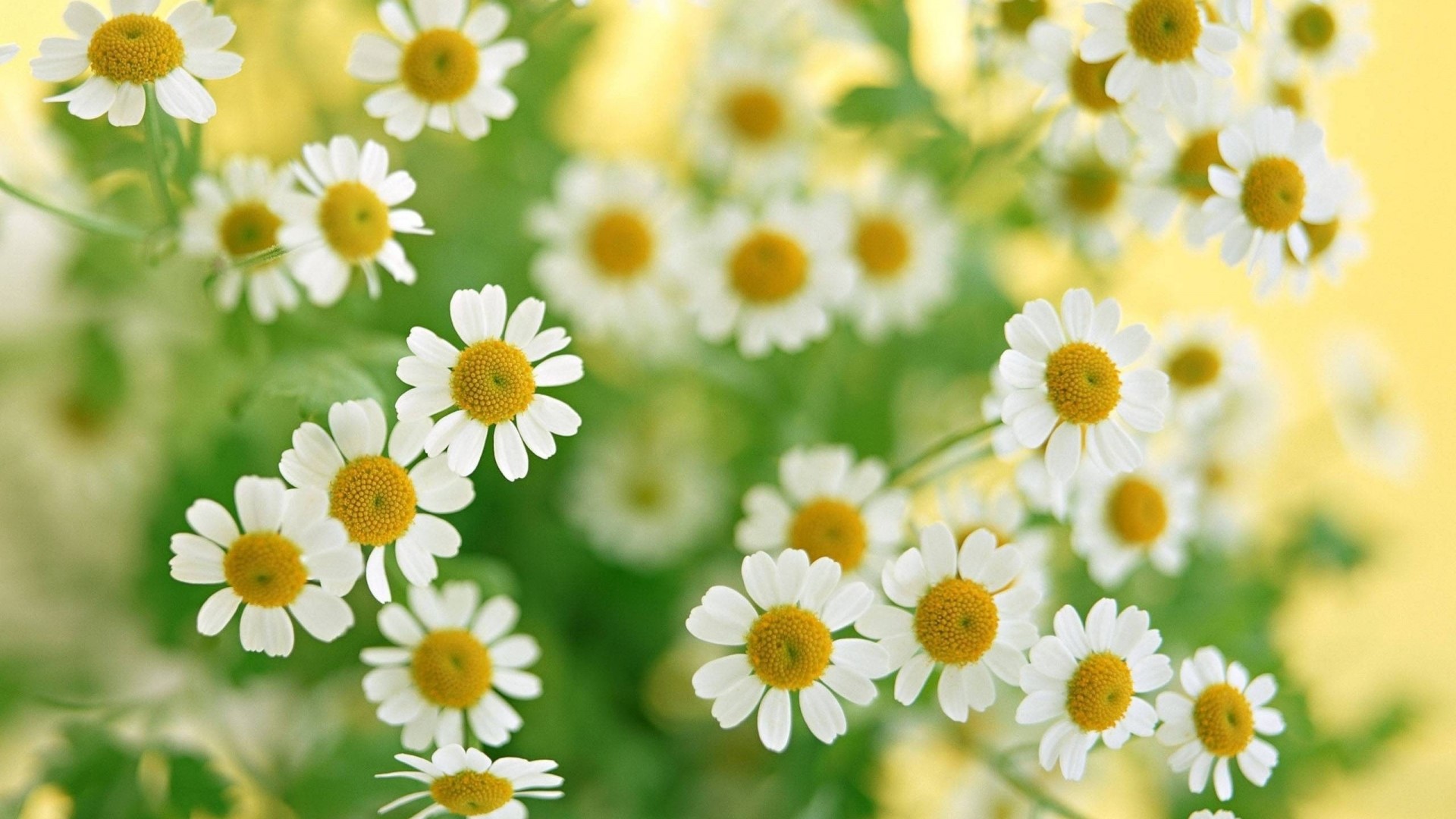 White Chamomile Flowers with Yellow Centers HD Wallpaper