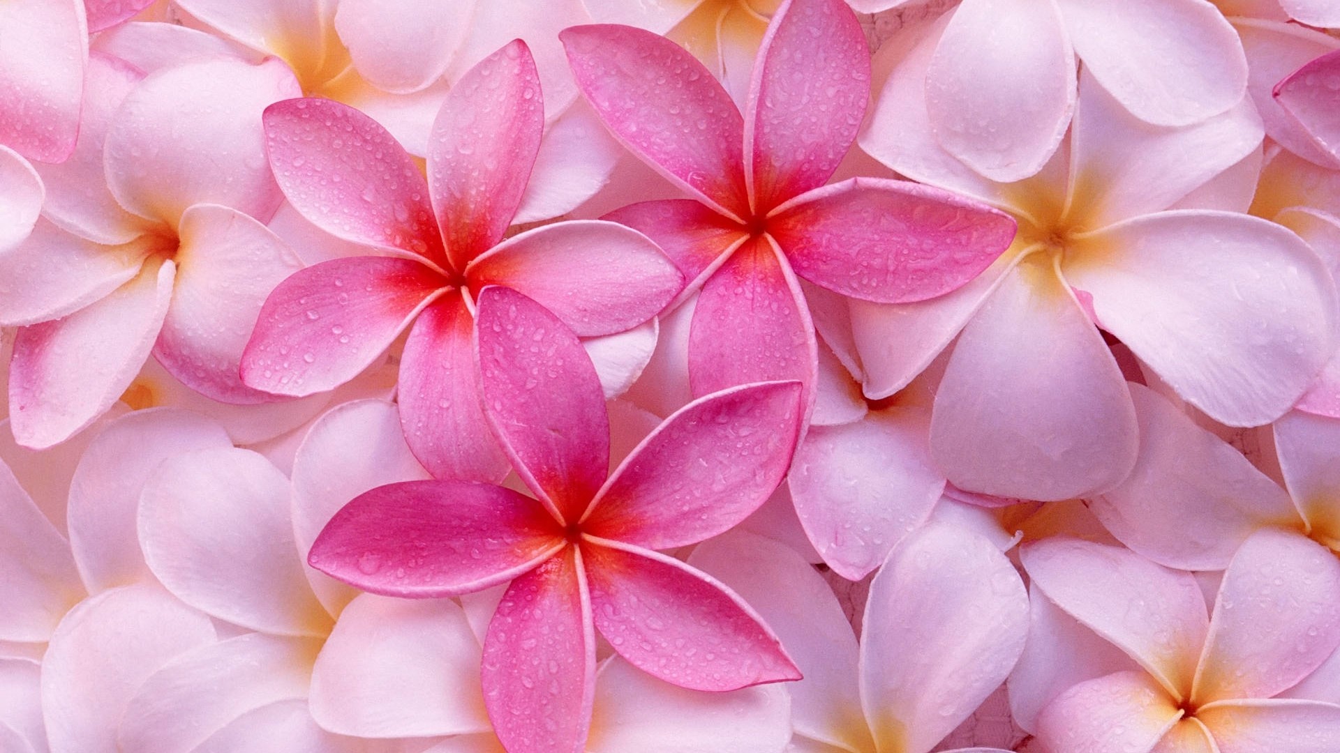 Pink and White Plumeria Flowers HD Wallpaper
