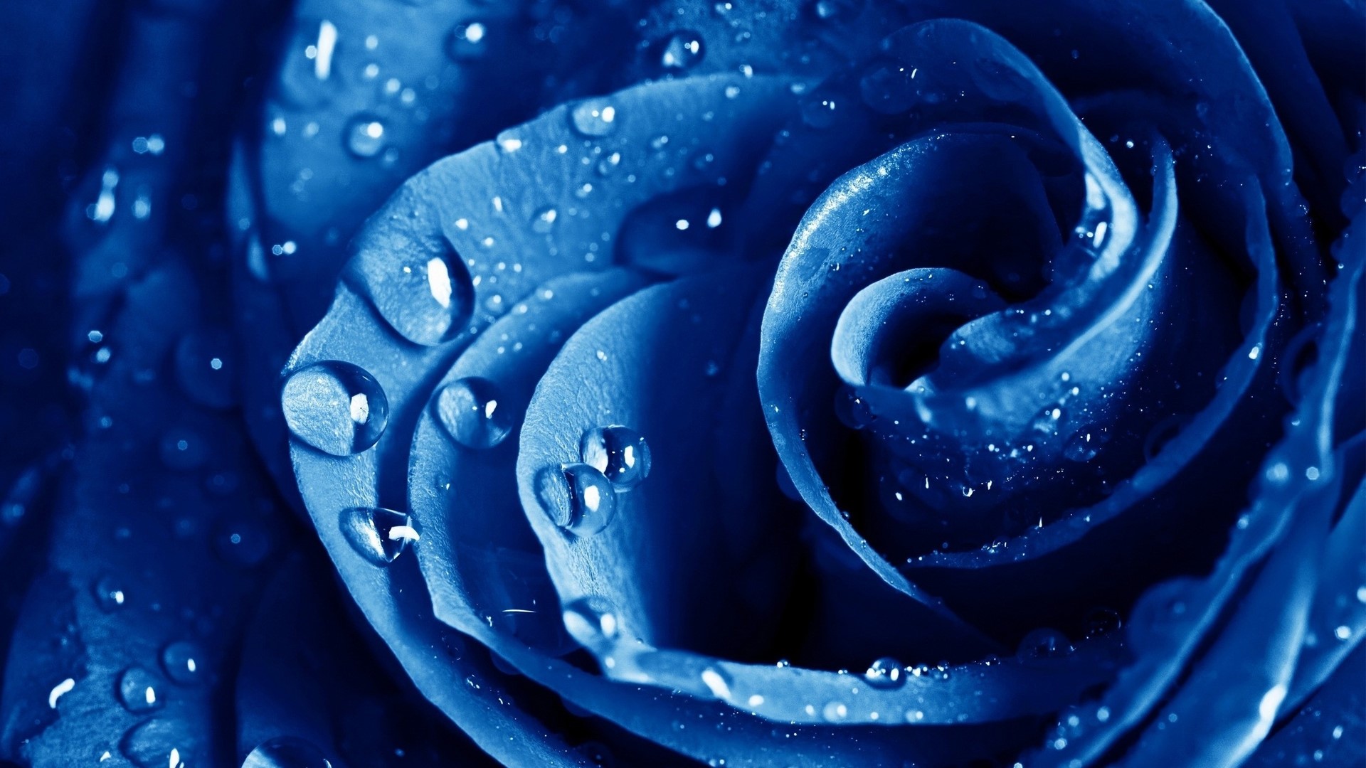 Blue Rose with Water Droplets HD Wallpaper