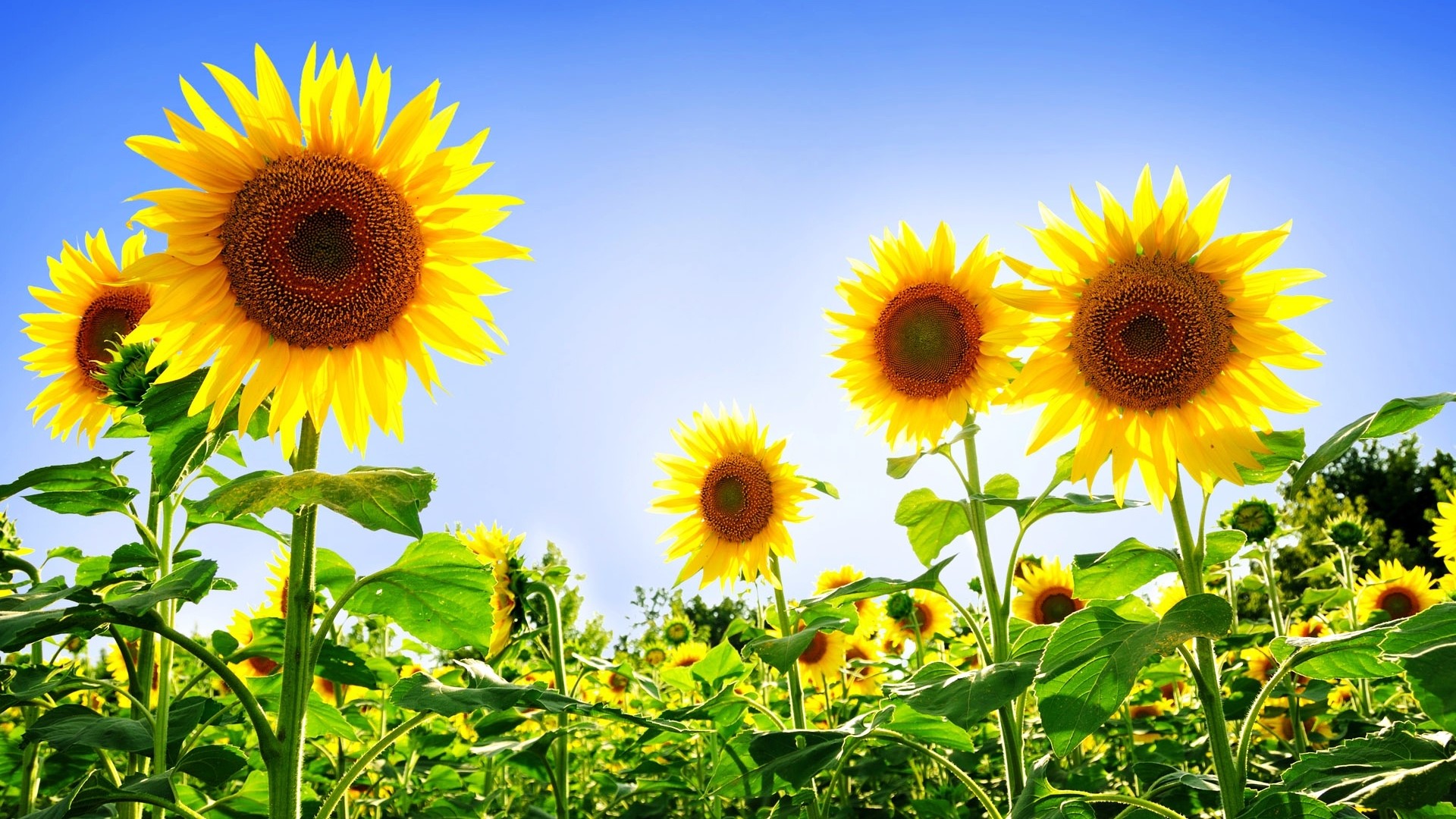 Field of Sunflowers Under a Blue Sky HD Wallpaper