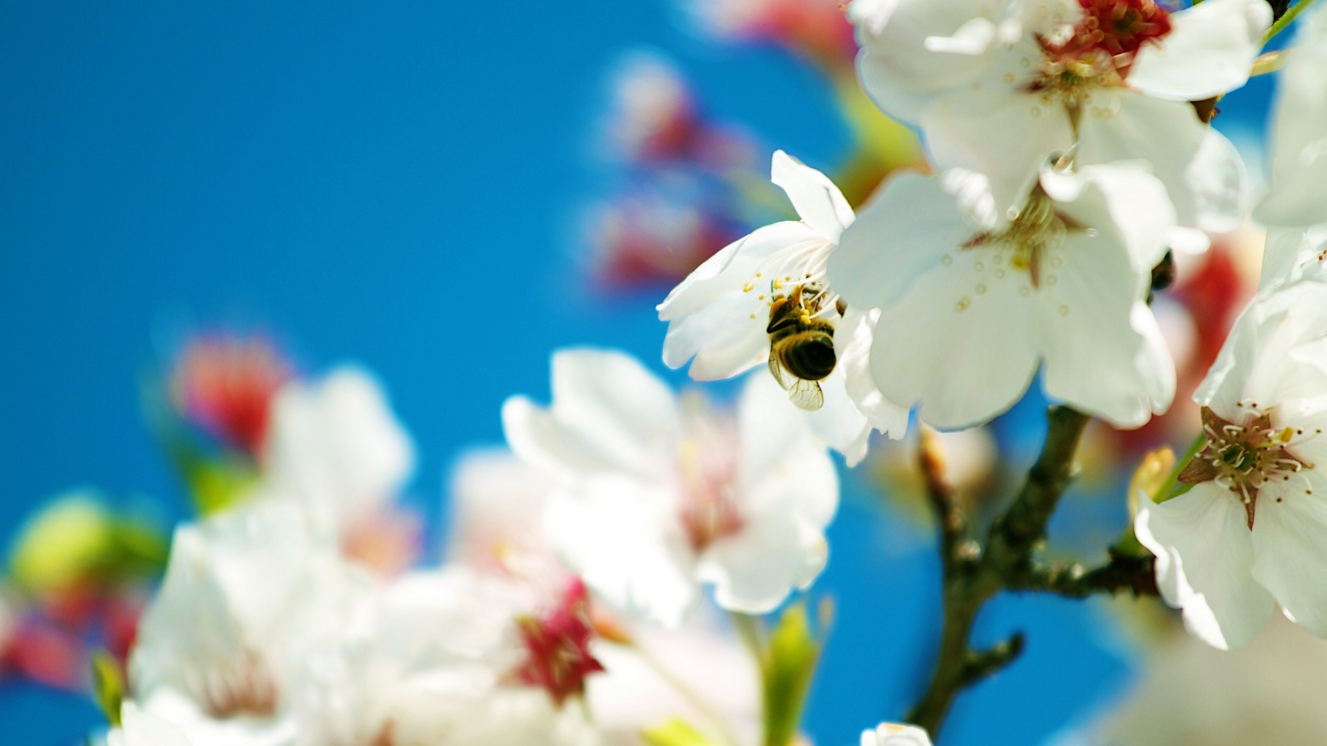 Bee on Cherry Blossom HD Wallpaper