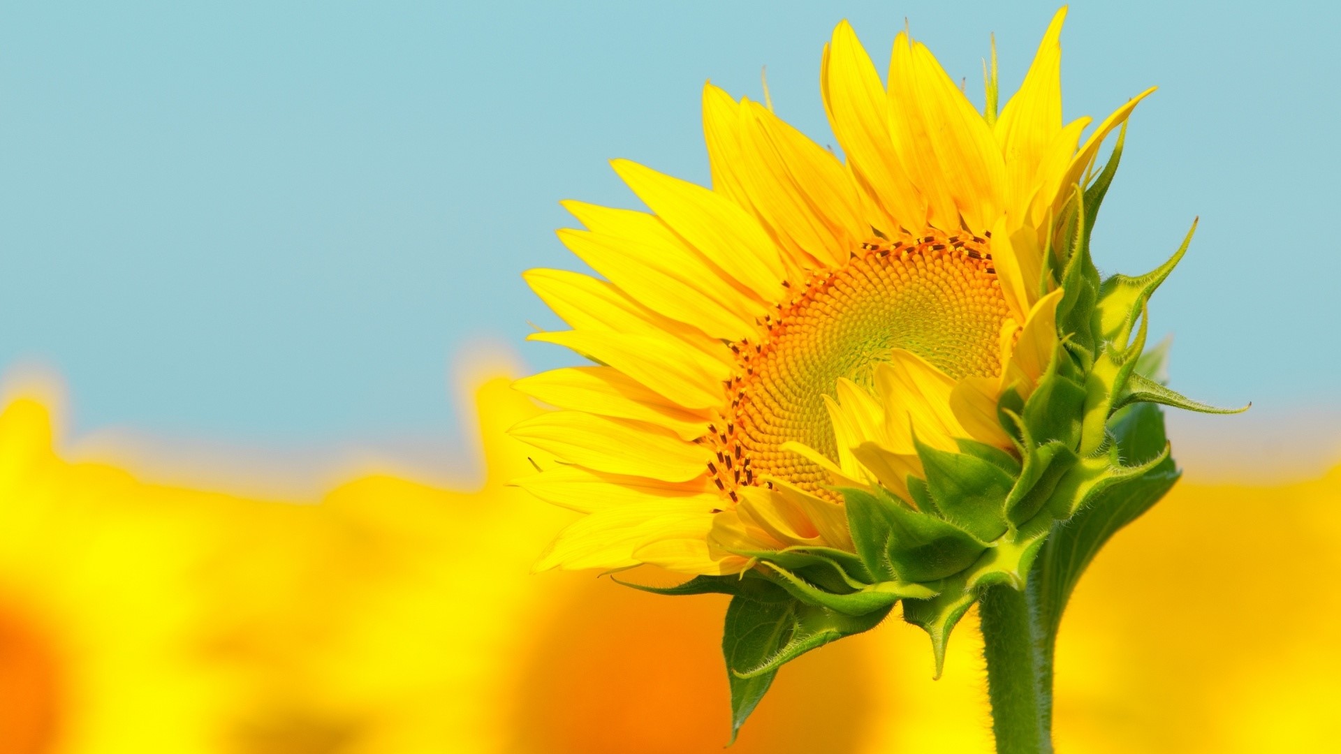 Sunflower in a field HD Wallpaper