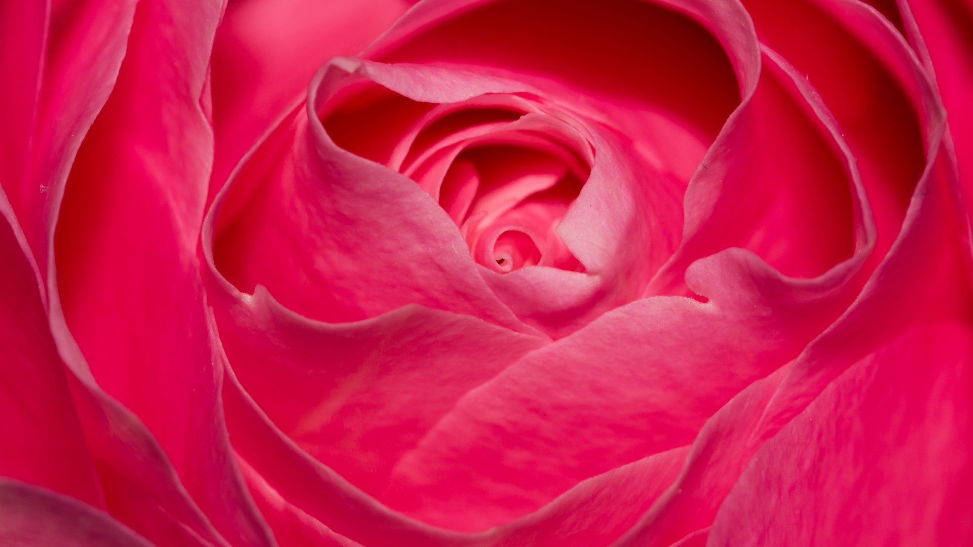 Close-up of a Pink Rose HD Wallpaper