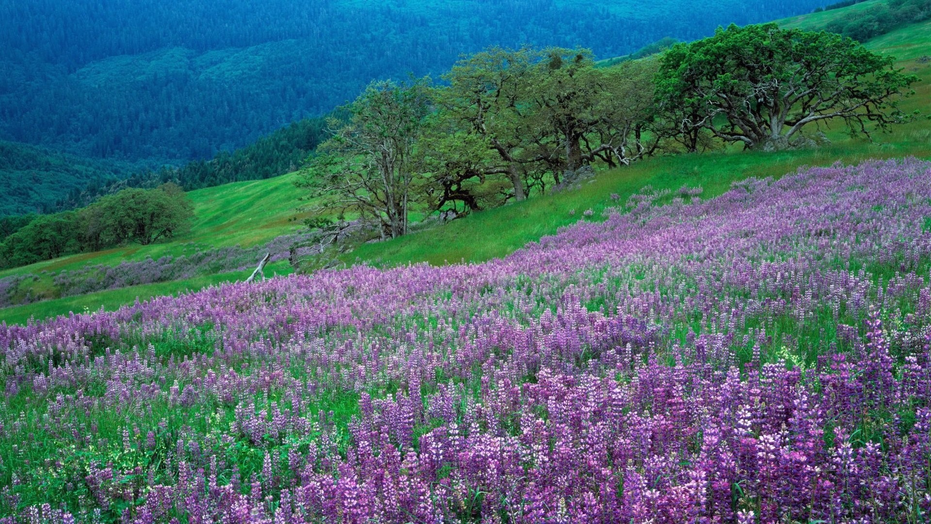 Field of purple lupine flowers on a hillside HD Wallpaper