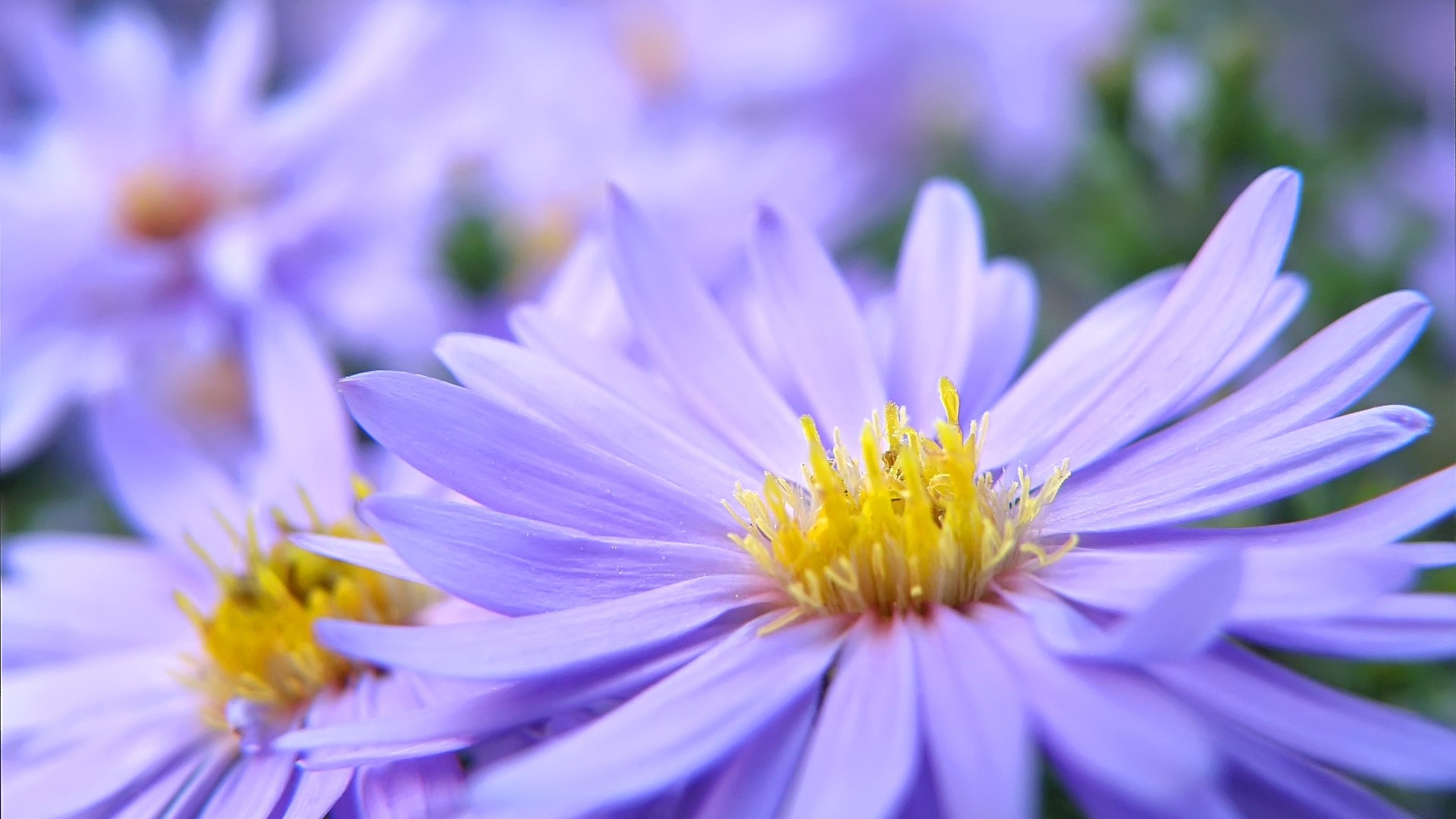 Pretty Violet Flowers with Yellow Centers HD Wallpaper