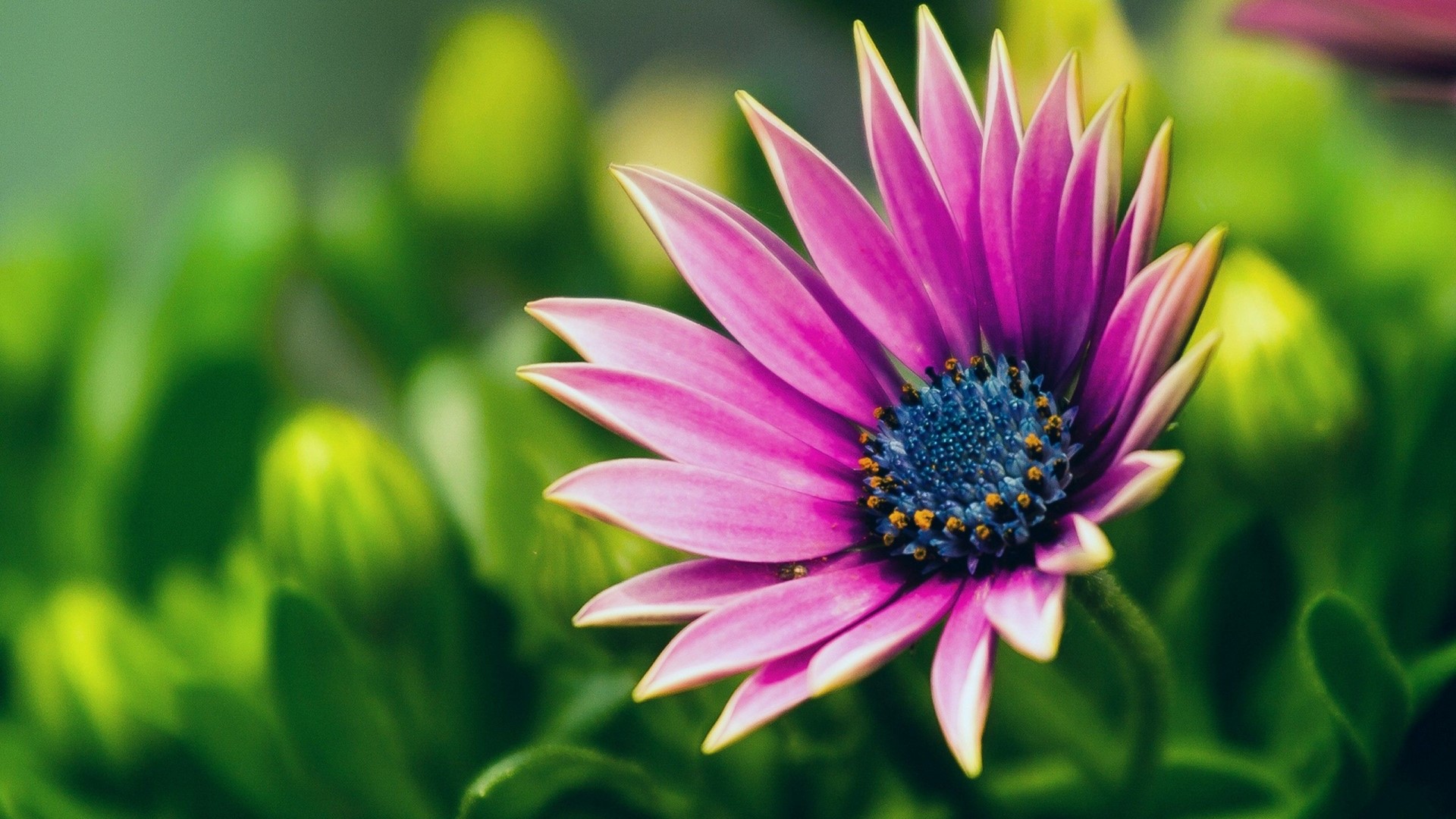 Close-up of a purple and blue daisy with green buds HD Wallpaper