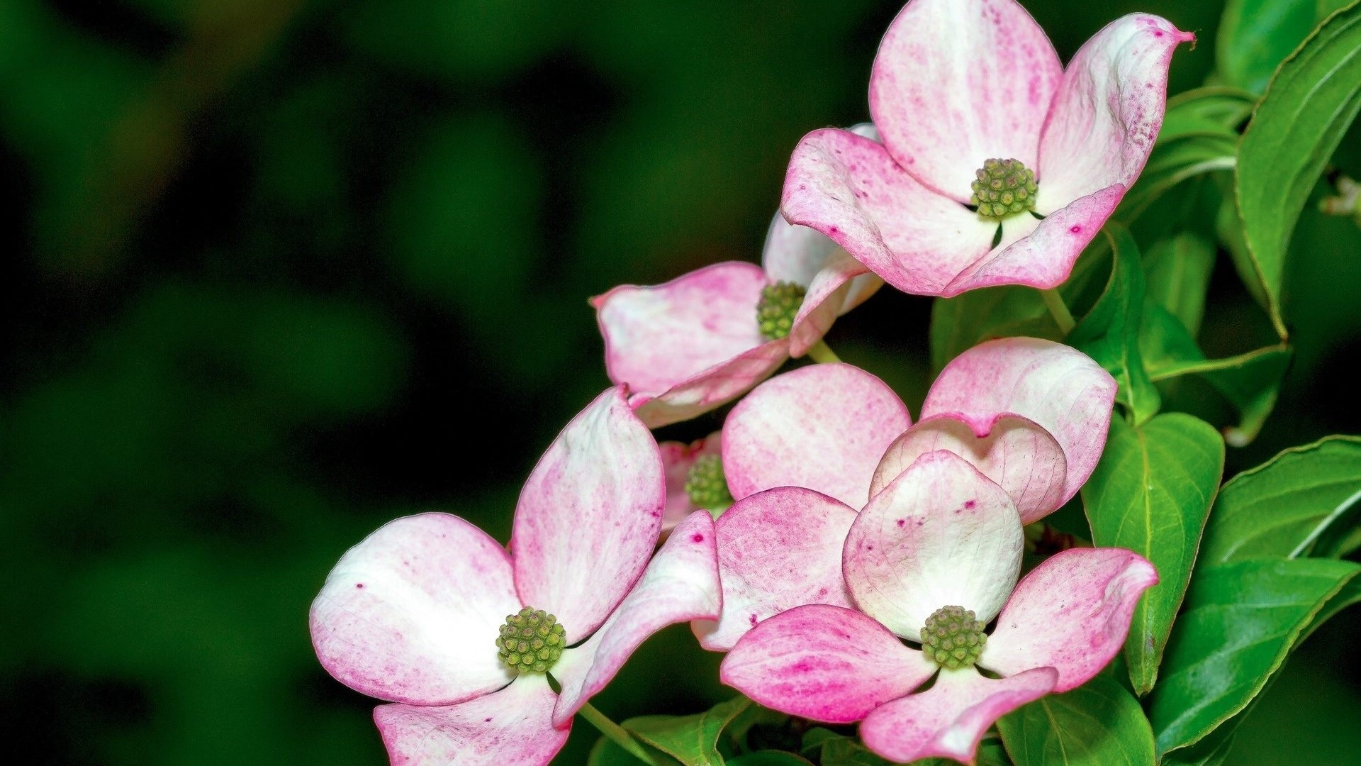 Pink and white dogwood flowers with green leaves HD Wallpaper