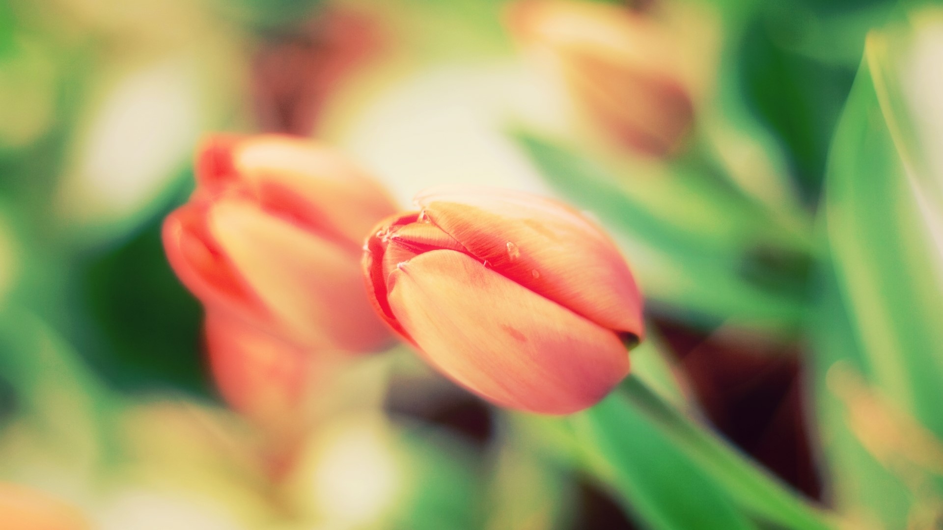Early Tulips HD Wallpaper