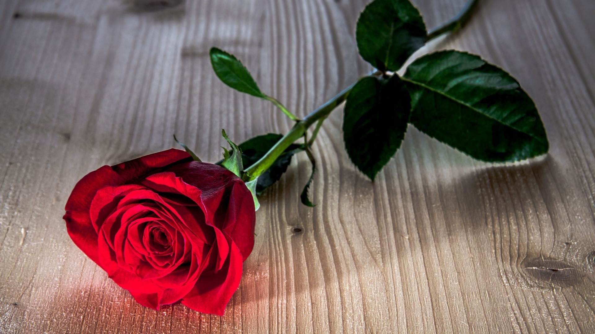 A single red rose on a wooden surface HD Wallpaper