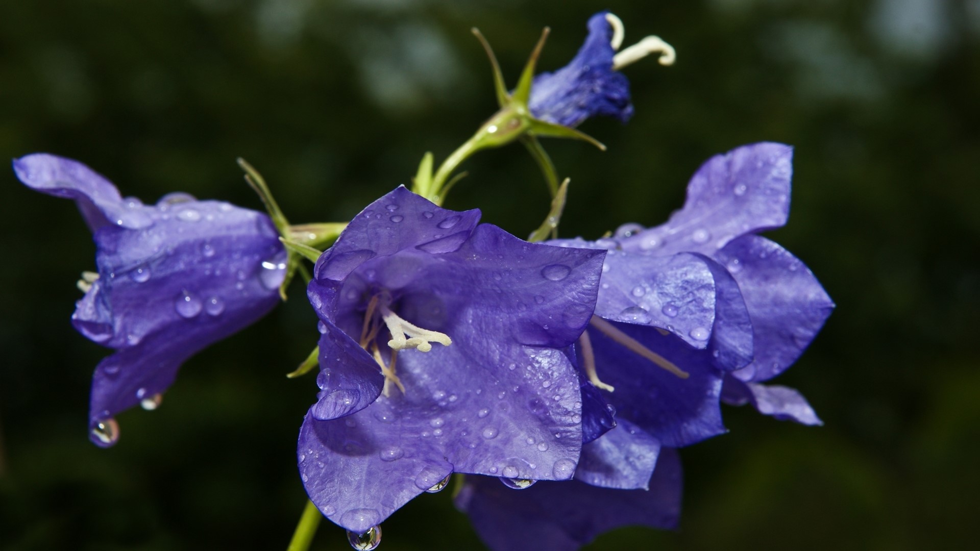 Blue Bellflowers with Water Droplets HD Wallpaper