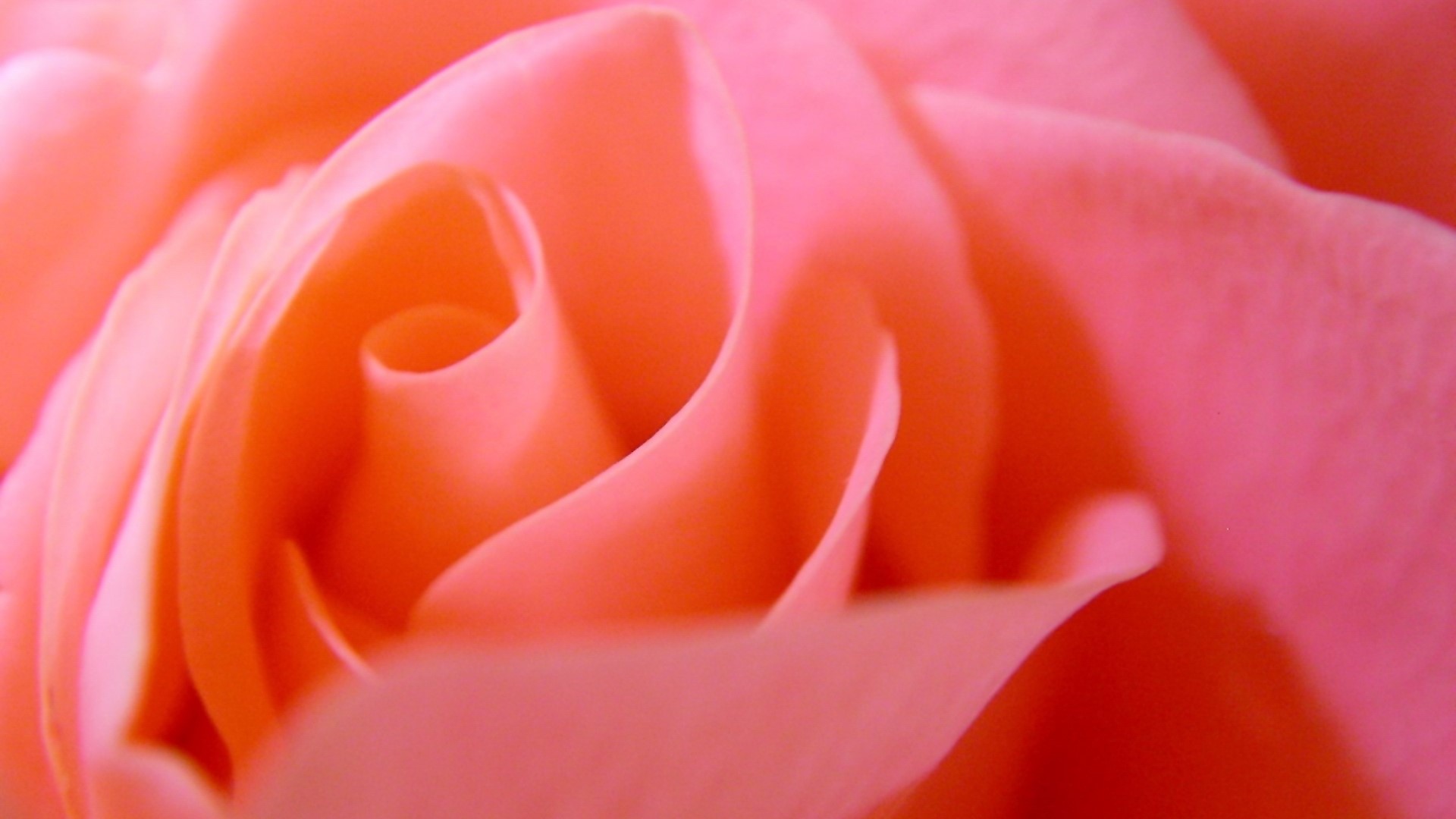 Close-up of a Pink Rose HD Wallpaper