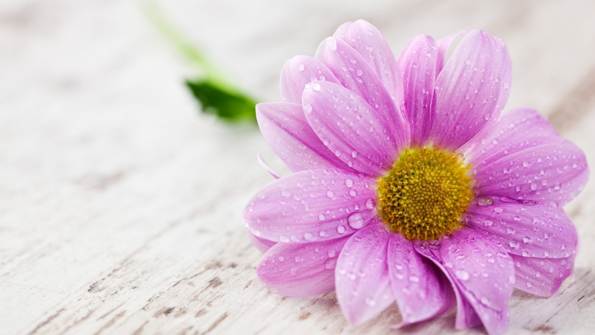Wet Pink Flower with Yellow Center HD Wallpaper