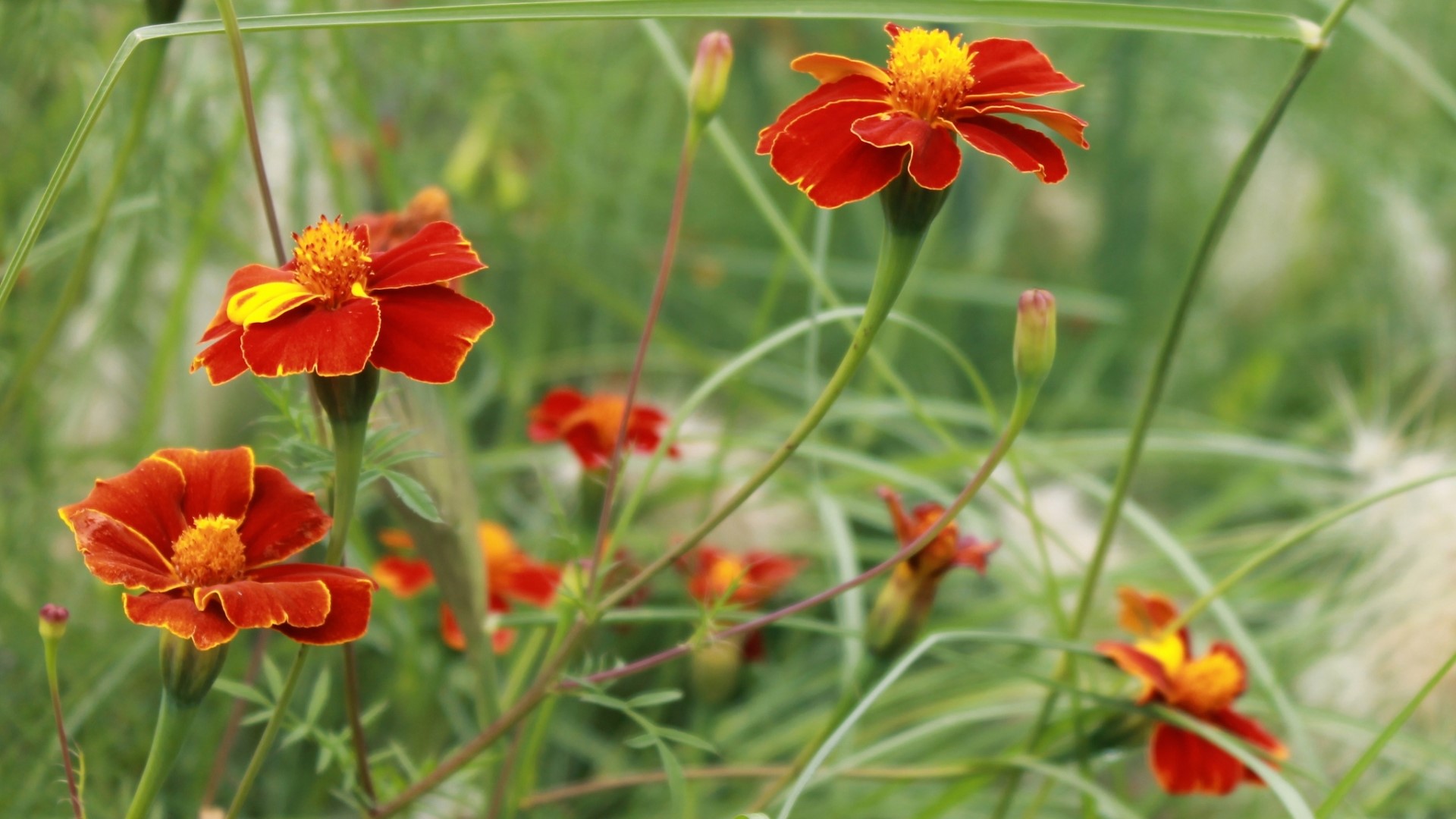 Red and yellow marigolds in green foliage HD Wallpaper