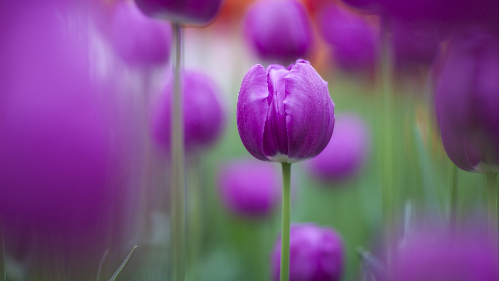 Purple Tulips Field HD Wallpaper