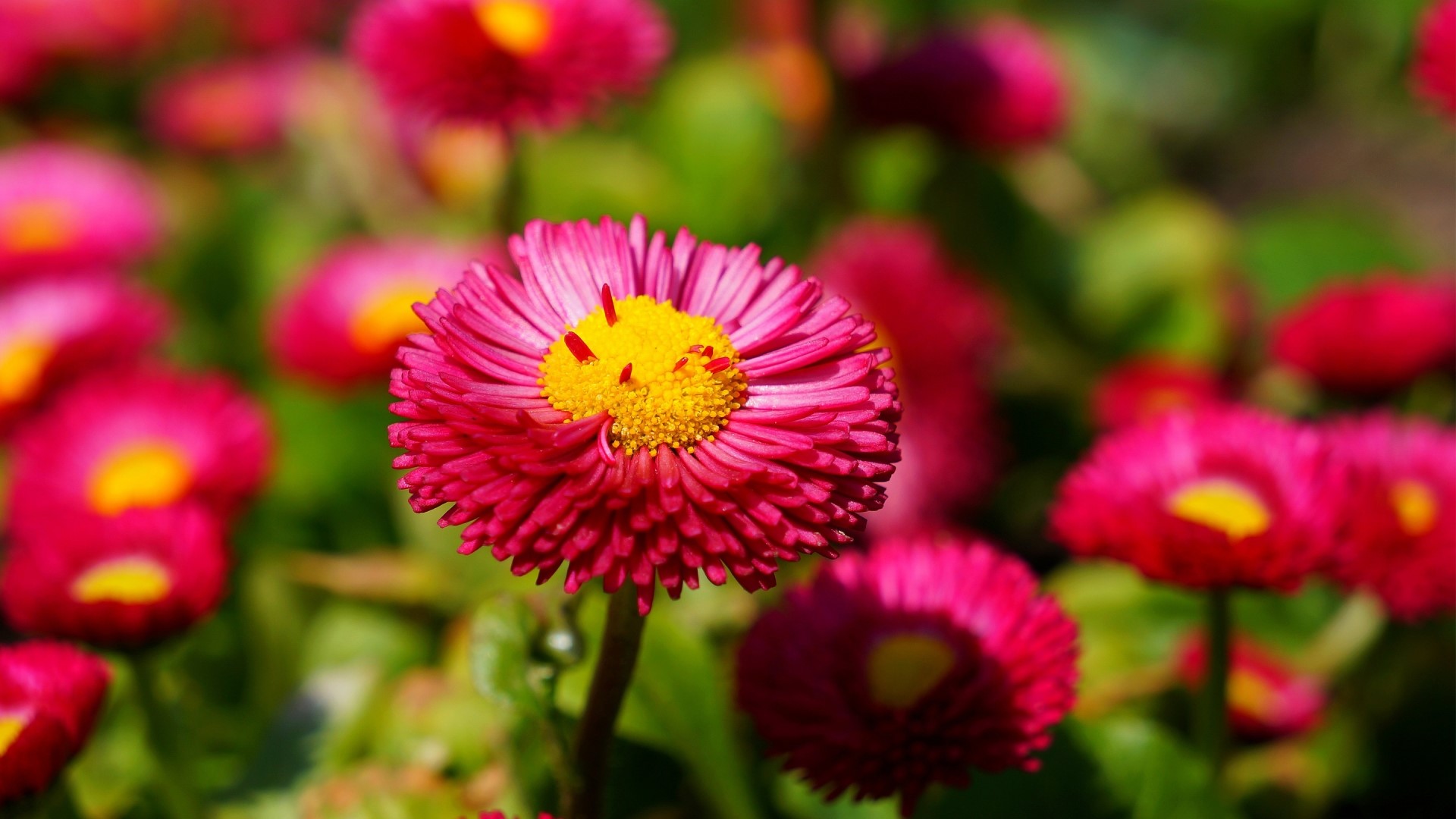 Pink daisies with yellow centers in a garden HD Wallpaper