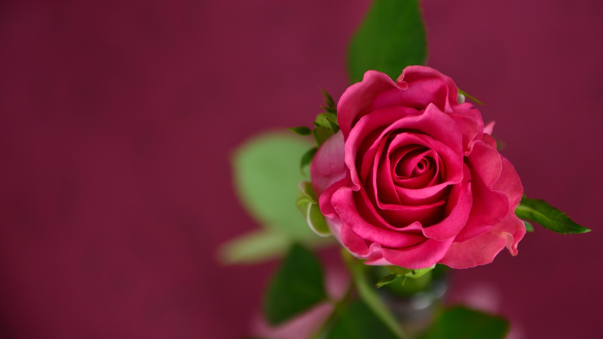 Pink Rose HD Wallpaper